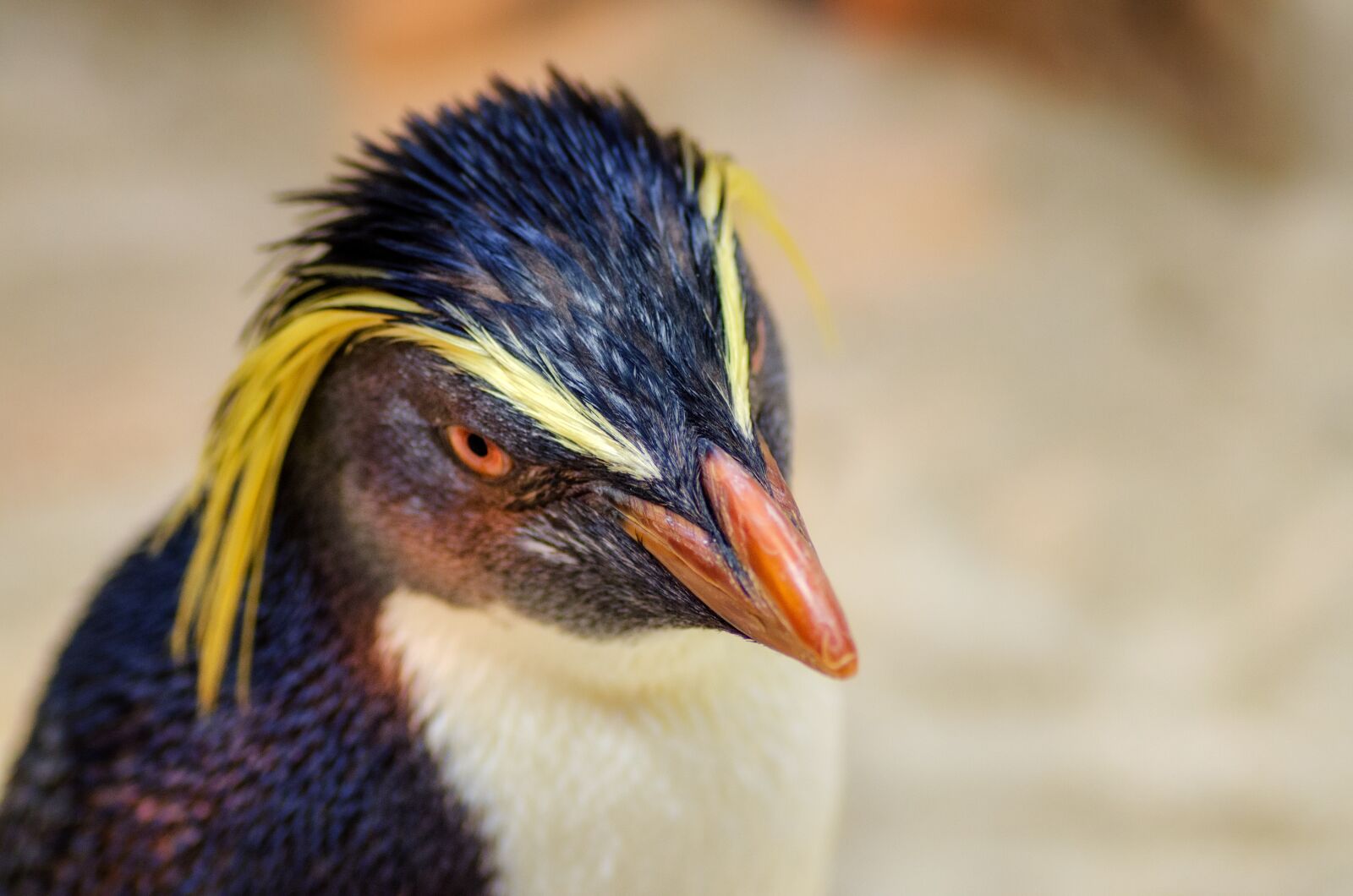 Tamron SP 90mm F2.8 Di VC USD 1:1 Macro sample photo. Penguin, head, beak photography