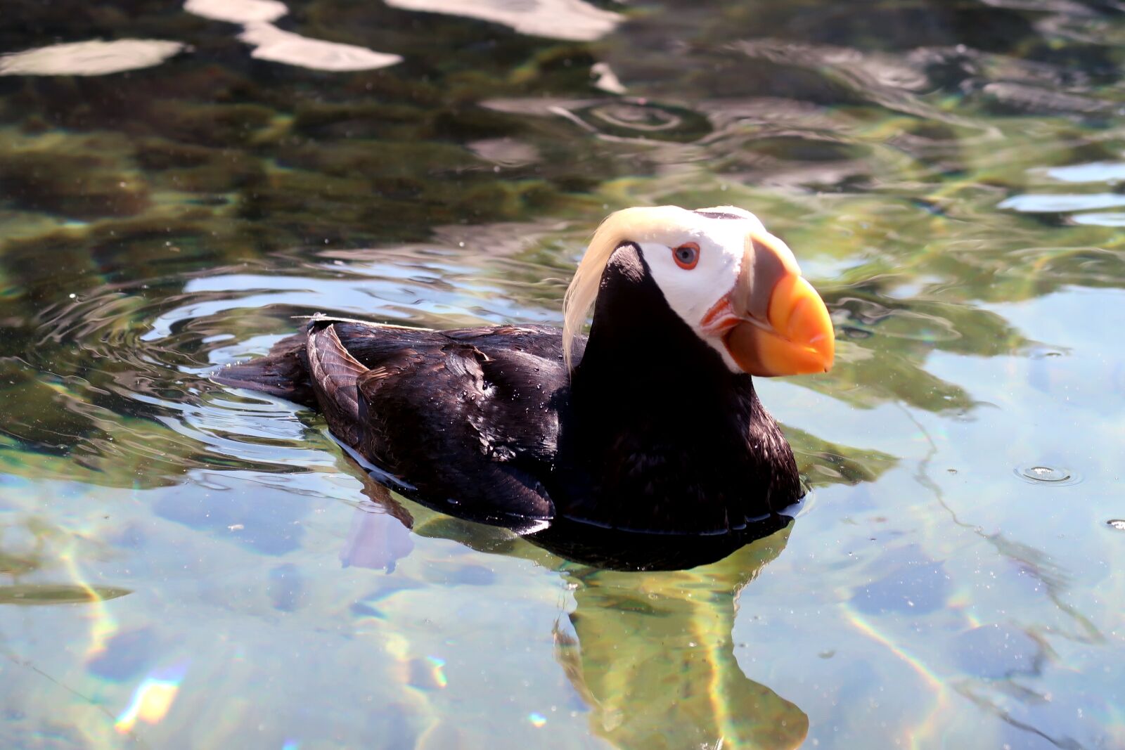 Canon PowerShot G7 X Mark II sample photo. Macaroni puffin, puffin, waterfowl photography