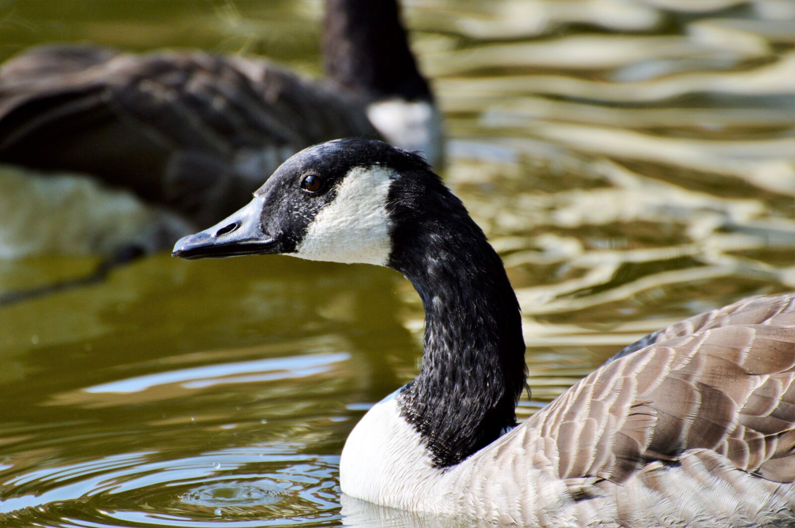 Nikon D3200 sample photo. Wild goose, goose, water photography