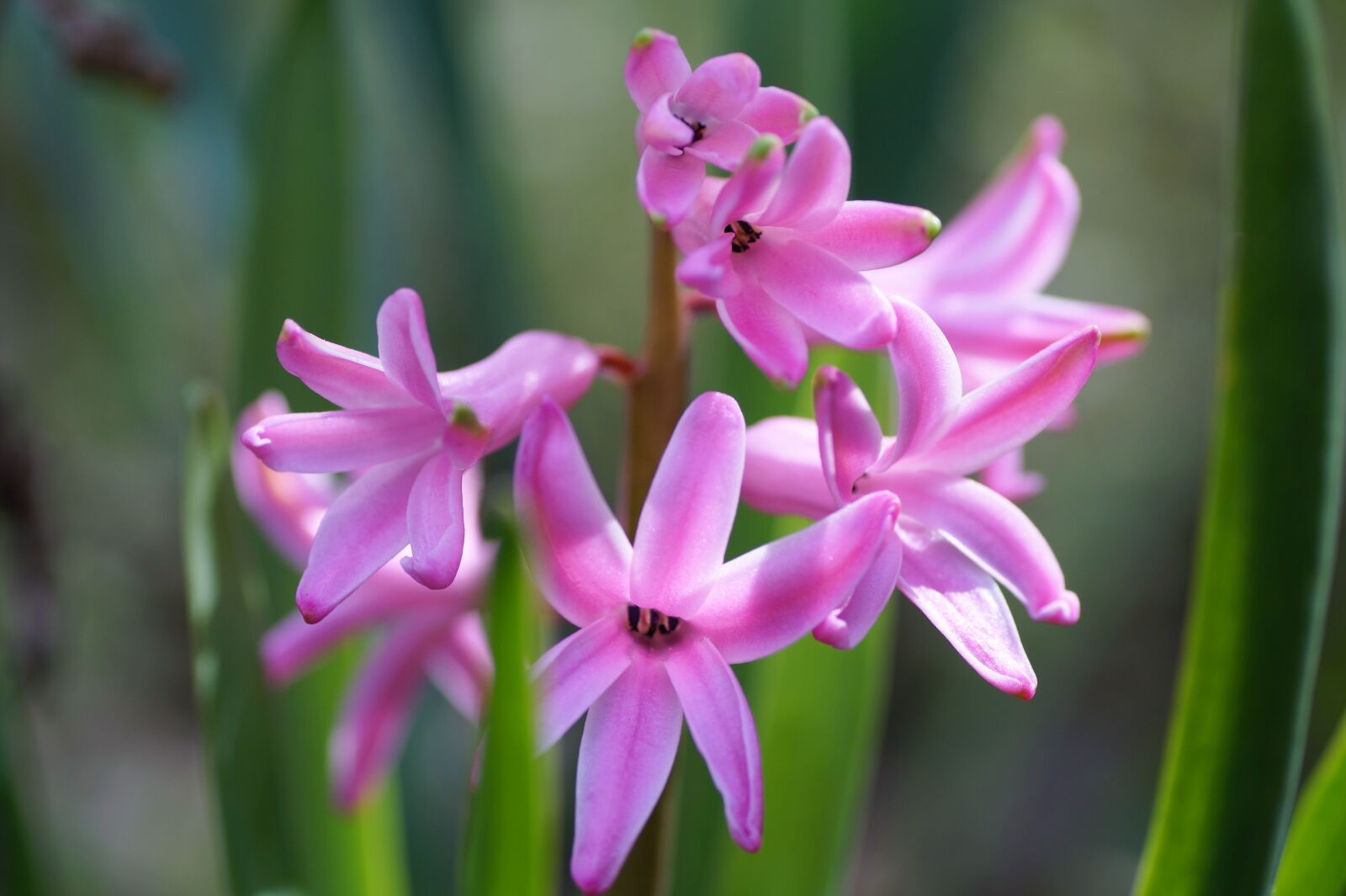 Sony SLT-A58 sample photo. Hyacinth, spring, flower photography
