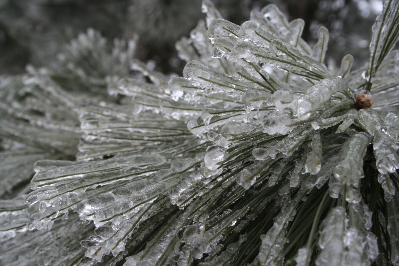 Canon EOS 350D (EOS Digital Rebel XT / EOS Kiss Digital N) sample photo. Ice, cold, winter photography