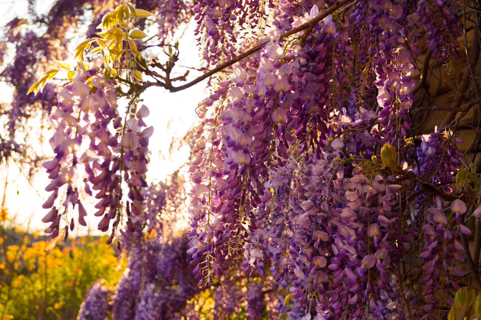 Sony DT 18-55mm F3.5-5.6 SAM II sample photo. Sunset, wisteria, purple photography