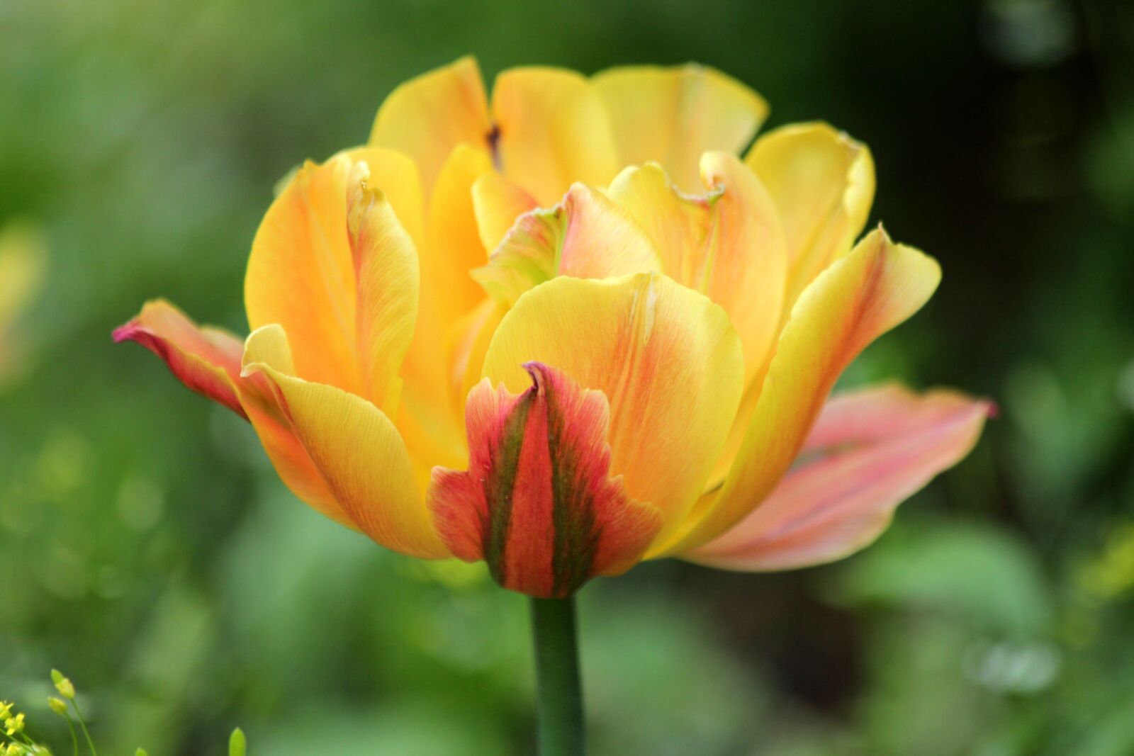 Canon EOS 650D (EOS Rebel T4i / EOS Kiss X6i) sample photo. Tulip, flower, spring photography