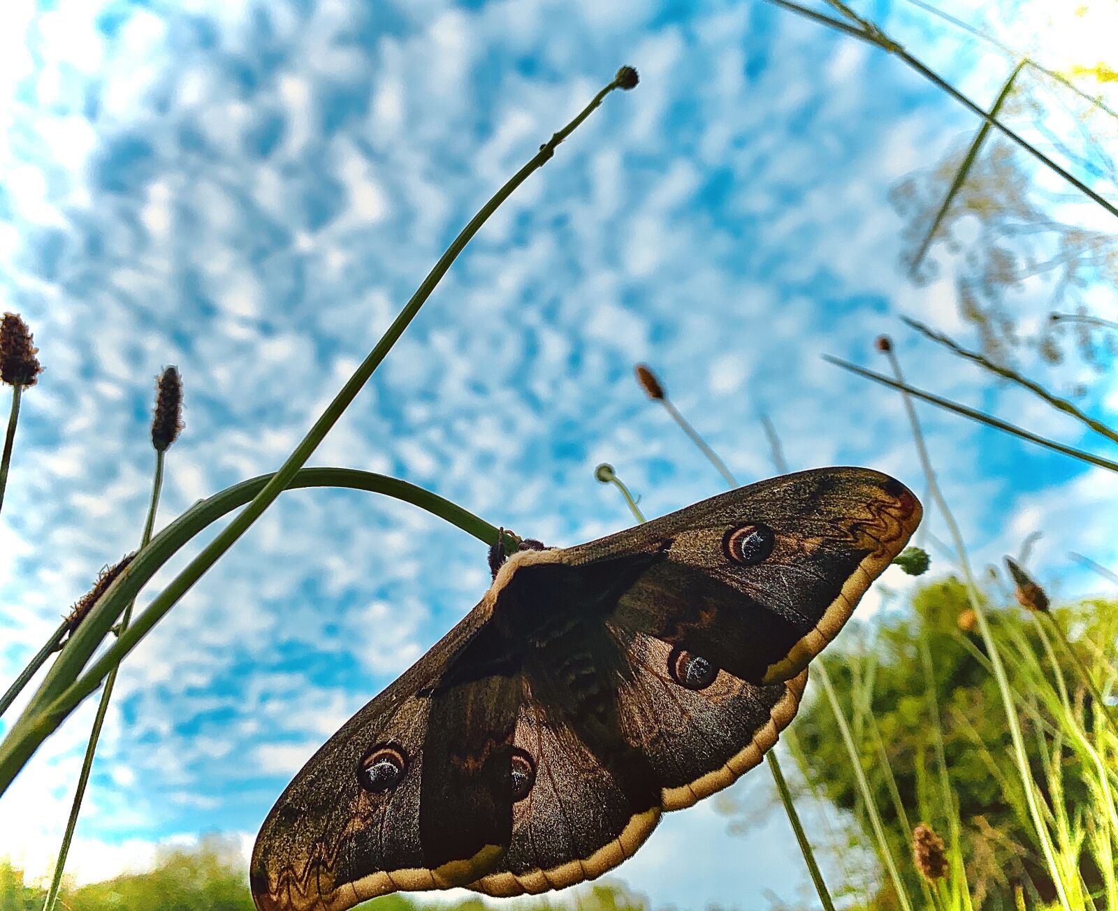 Apple iPhone XS sample photo. Papillon, recto, ciel photography