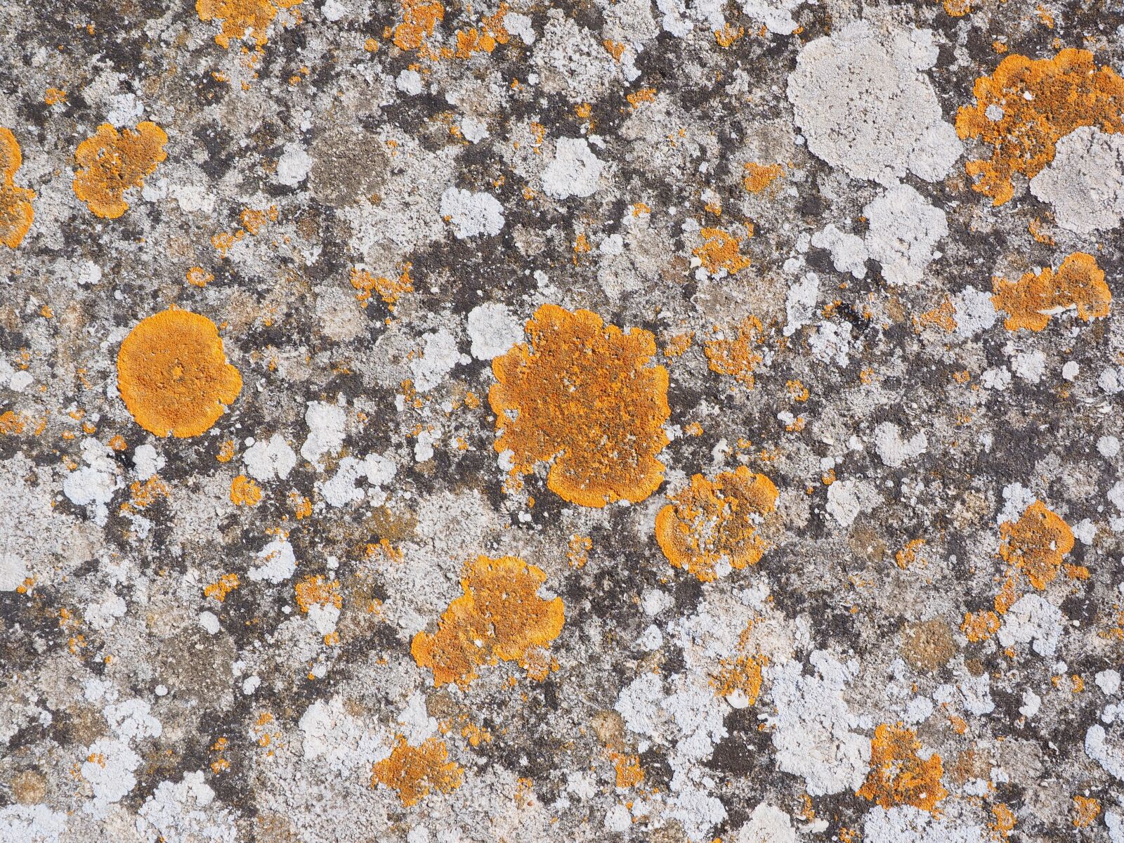 Olympus OM-D E-M1 + Olympus M.Zuiko Digital ED 12-40mm F2.8 Pro sample photo. Stone, weave, orange photography