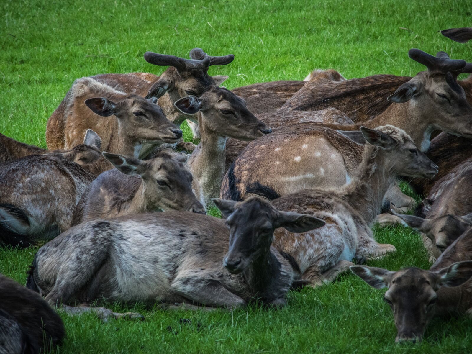 Nikon D5300 sample photo. Herd, fallow deer, park photography