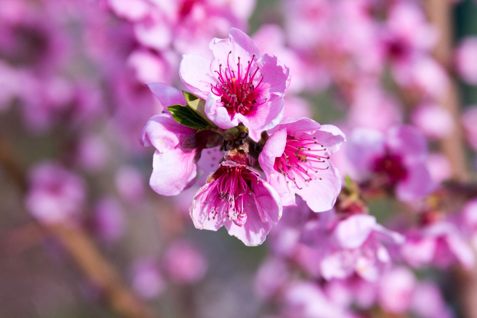 Canon EOS 60D sample photo. Peach blossom, spring, pink photography
