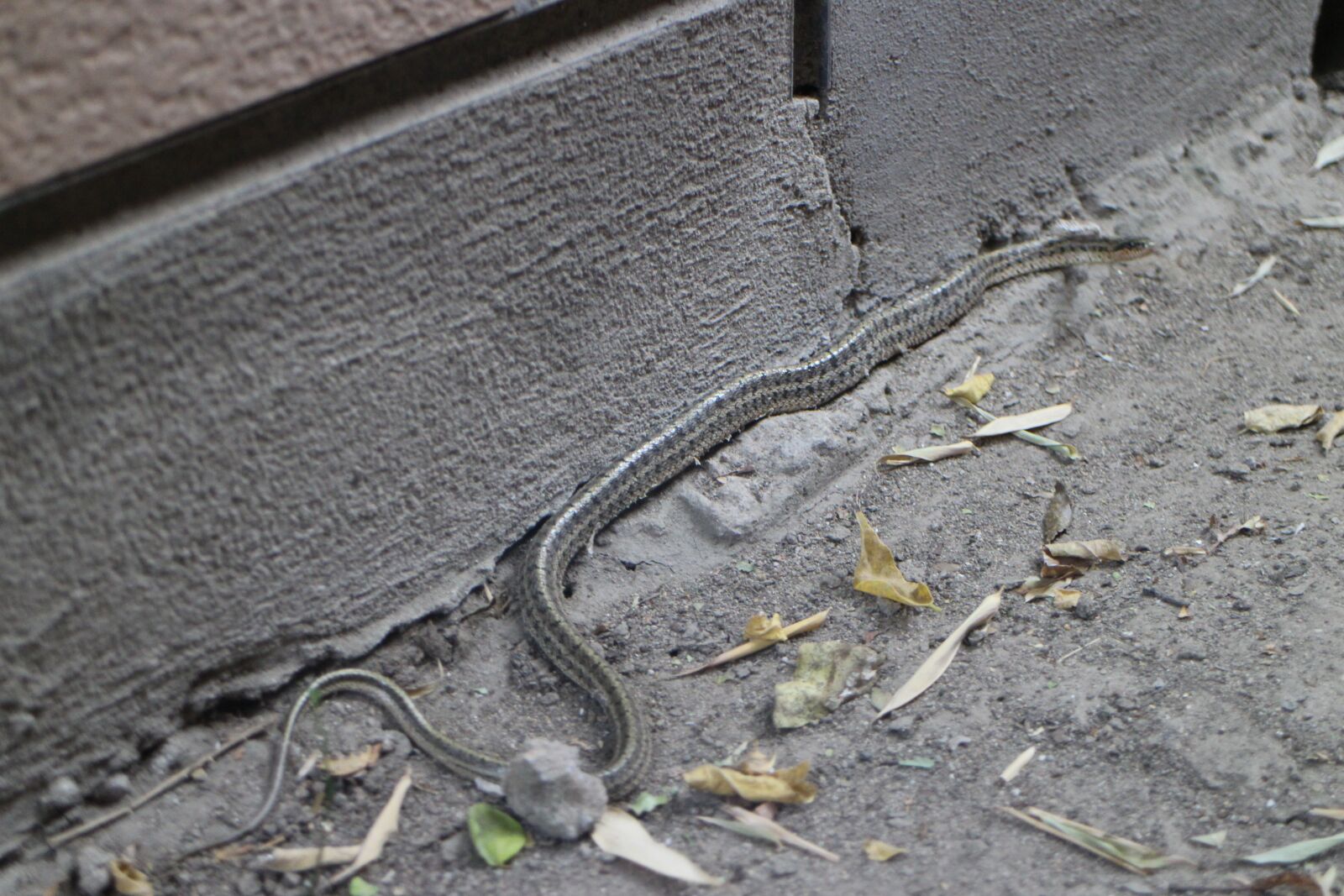 Canon EF-M 18-55mm F3.5-5.6 IS STM sample photo. Snake, long, reptile photography