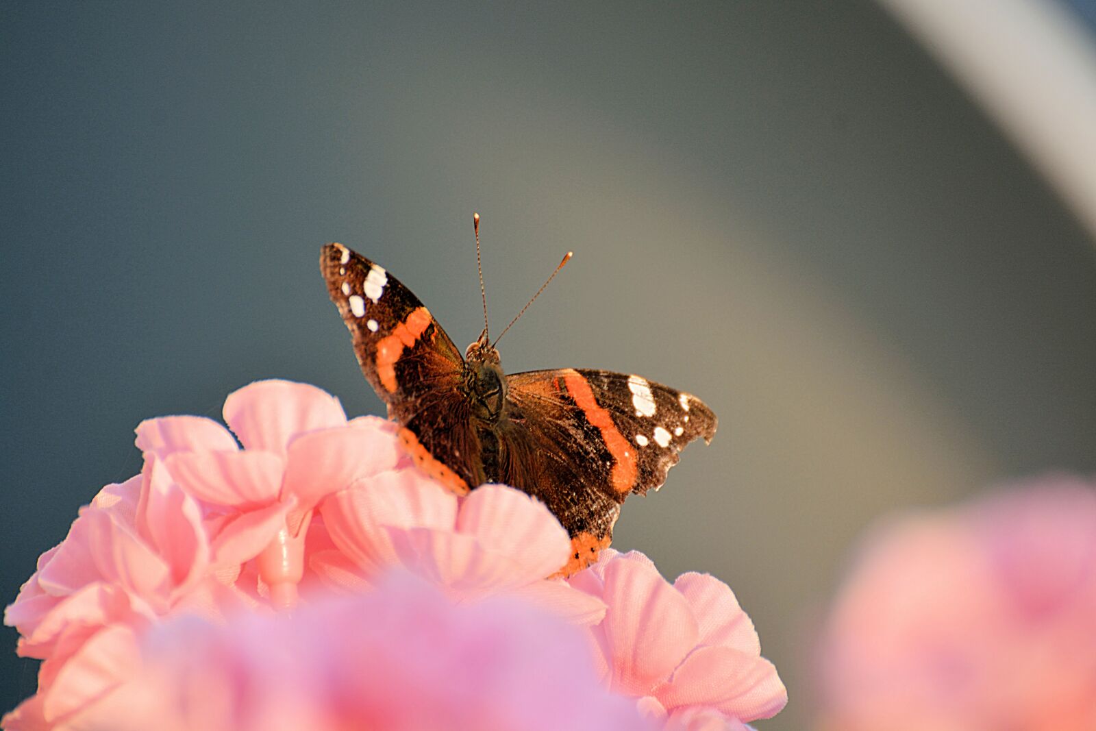 Nikon D7100 sample photo. Butterfly, flower, nature photography