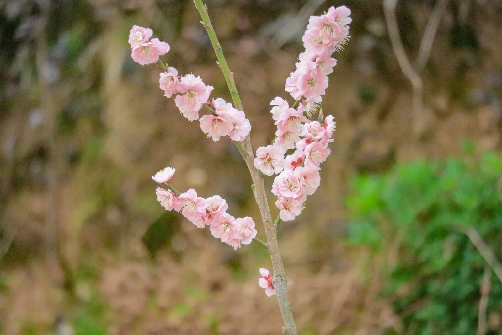 Canon EF-S 55-250mm F4-5.6 IS STM sample photo. Flowers, landscape, nature photography