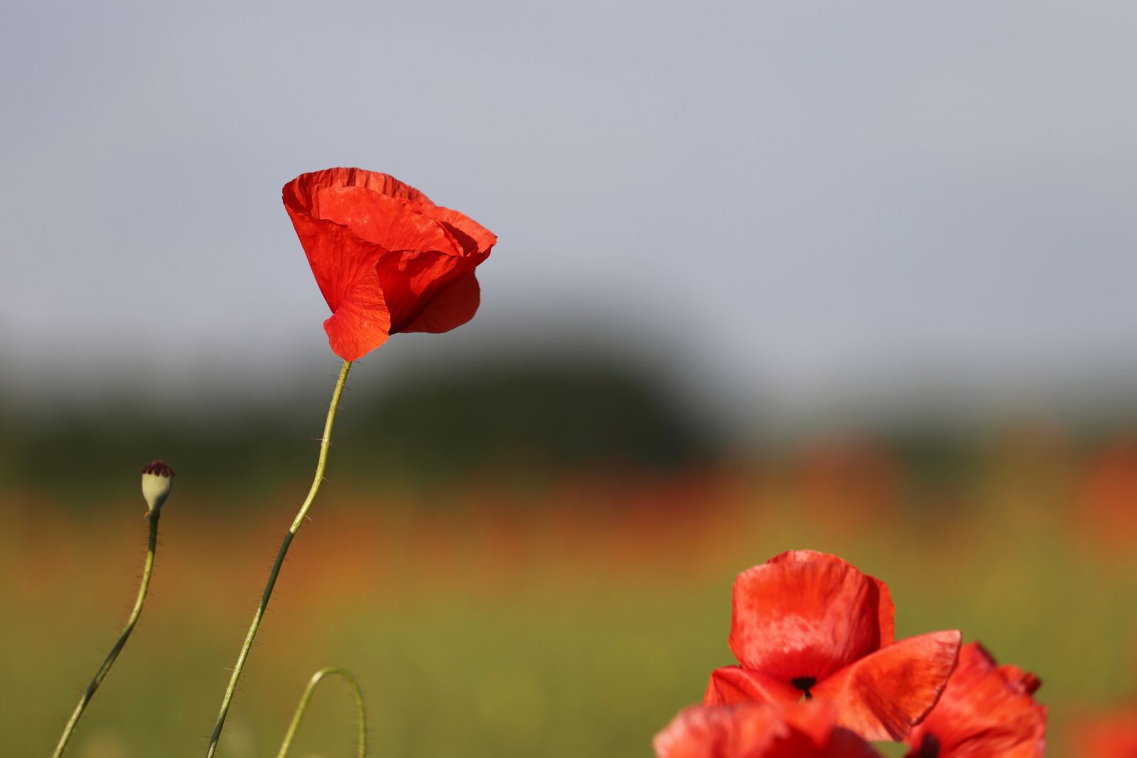 Canon EOS 6D + Canon EF 70-300 F4-5.6 IS II USM sample photo. Red poppies in wind photography