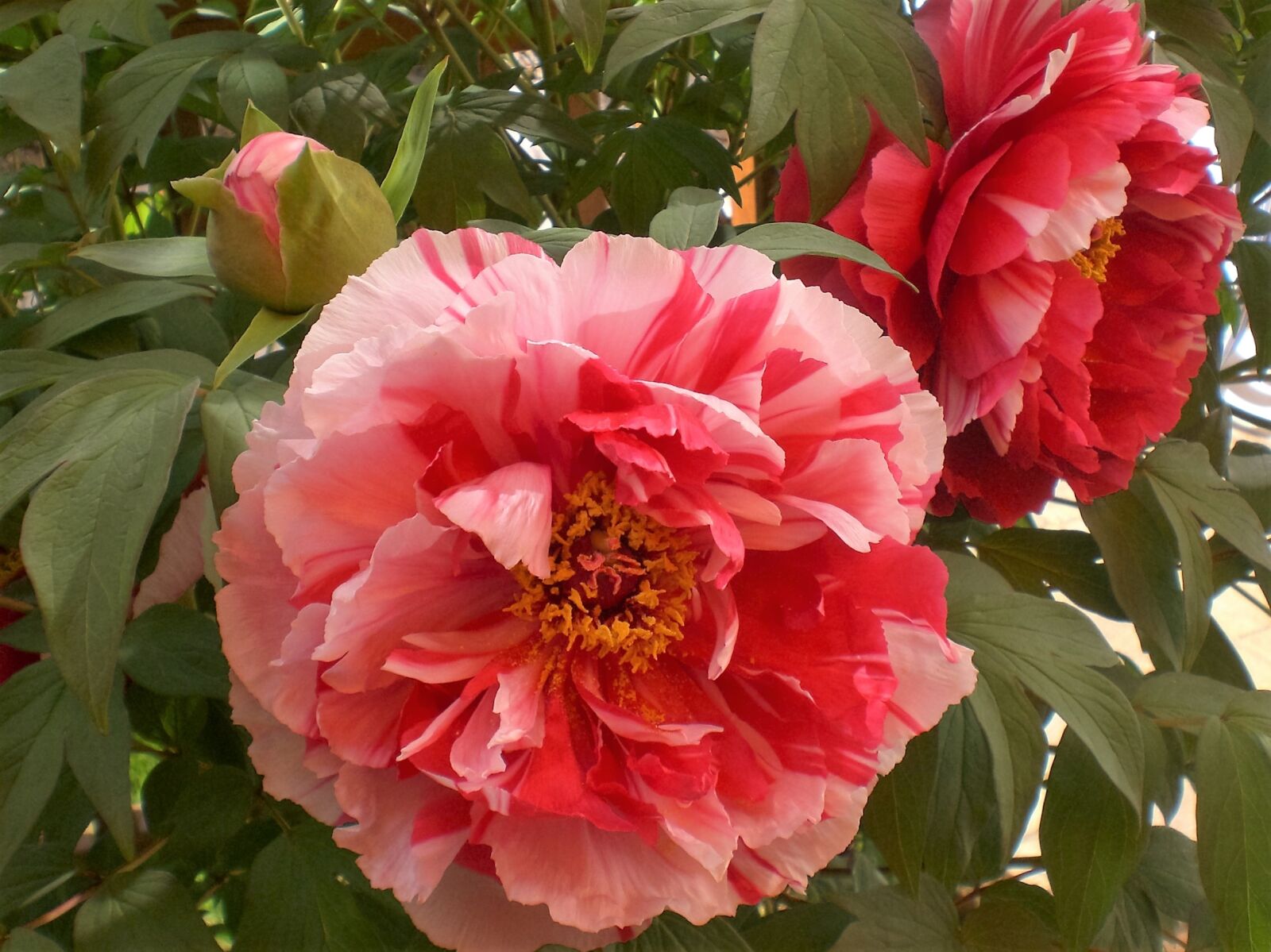 CASIO EX-Z75 sample photo. Peony, pink, white photography