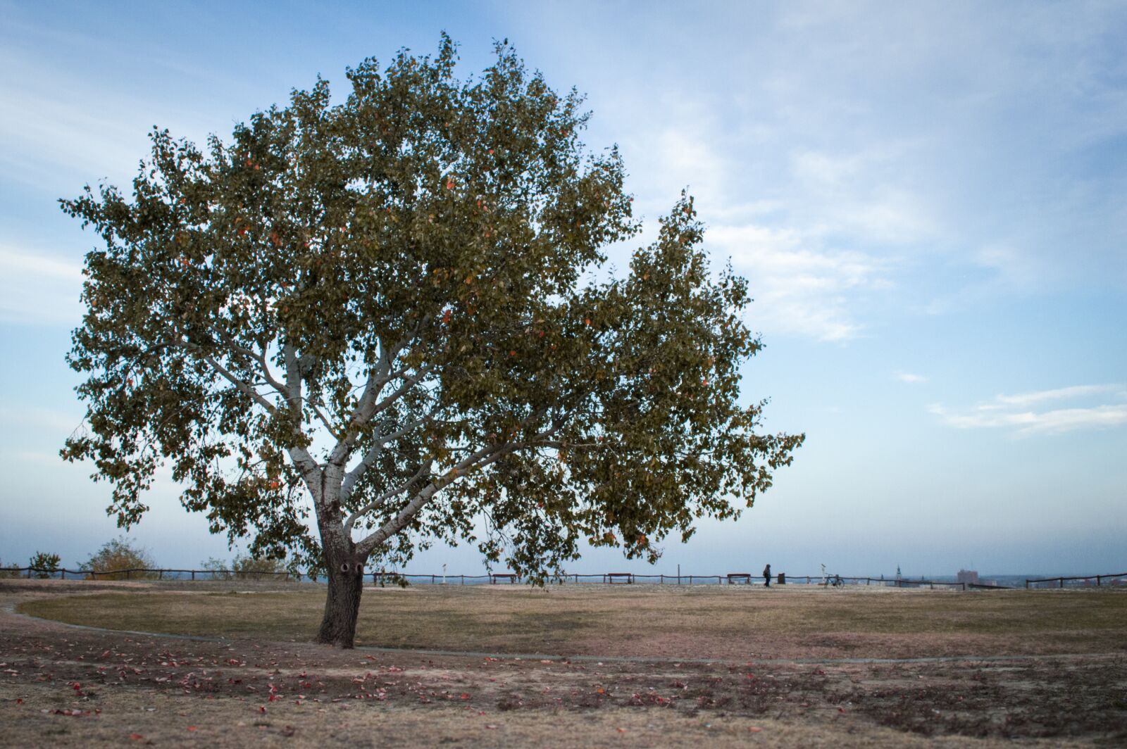 Nikon D3200 sample photo. Tree, top, hill photography