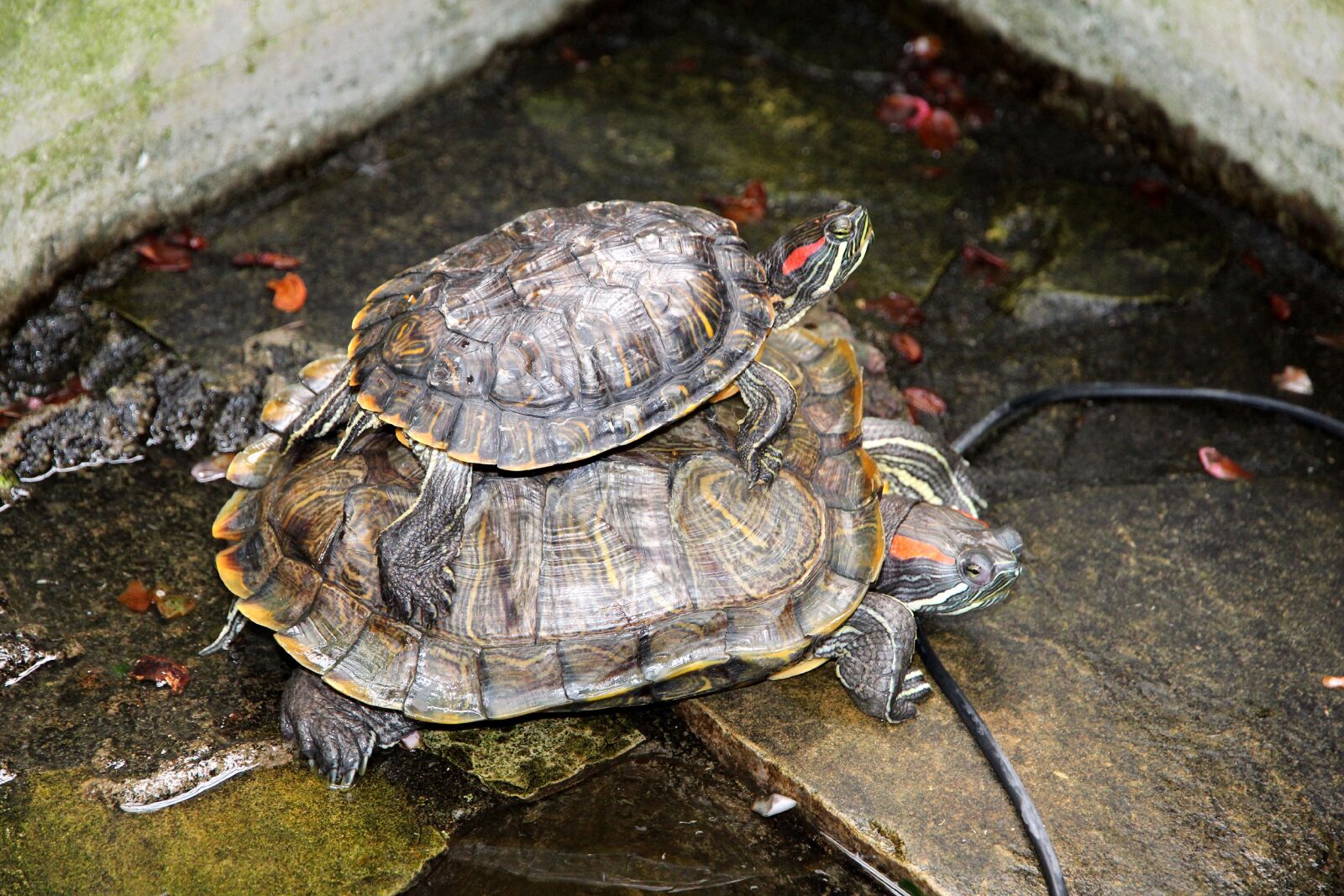 Canon EOS 650D (EOS Rebel T4i / EOS Kiss X6i) sample photo. Turtle, trachemys scripta, the photography