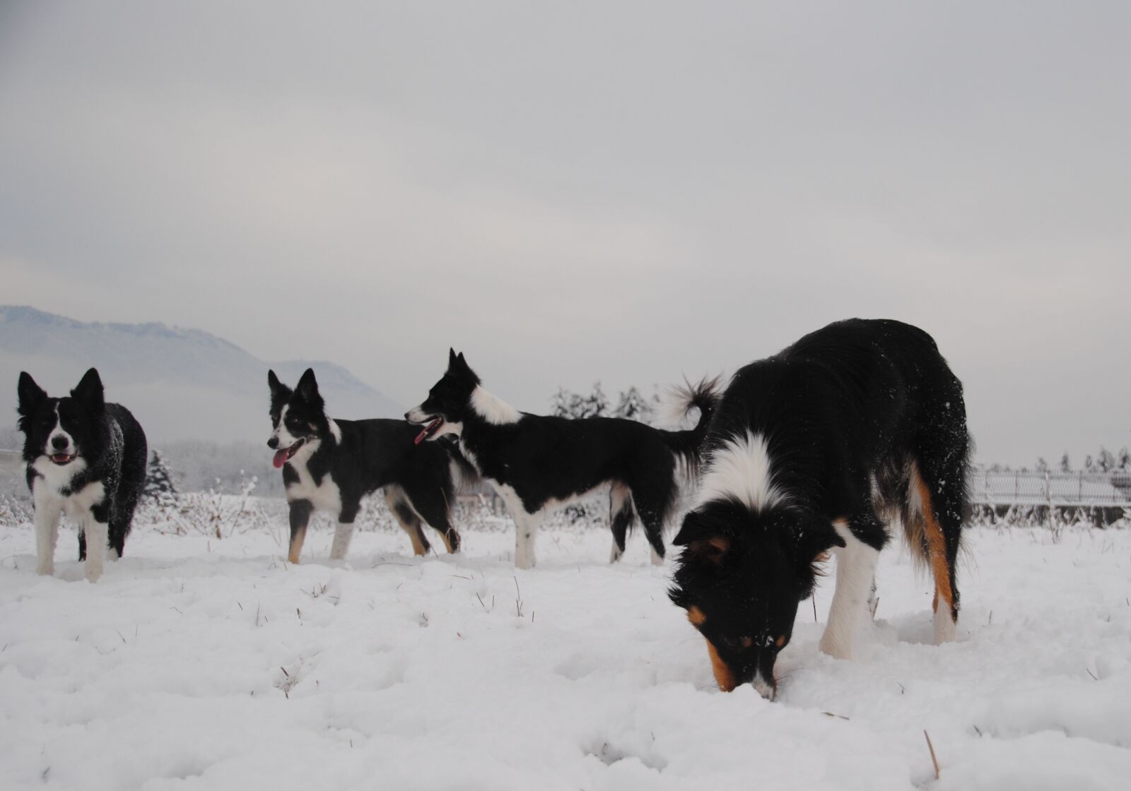 Nikon D3000 sample photo. Dogs, snow, winter photography