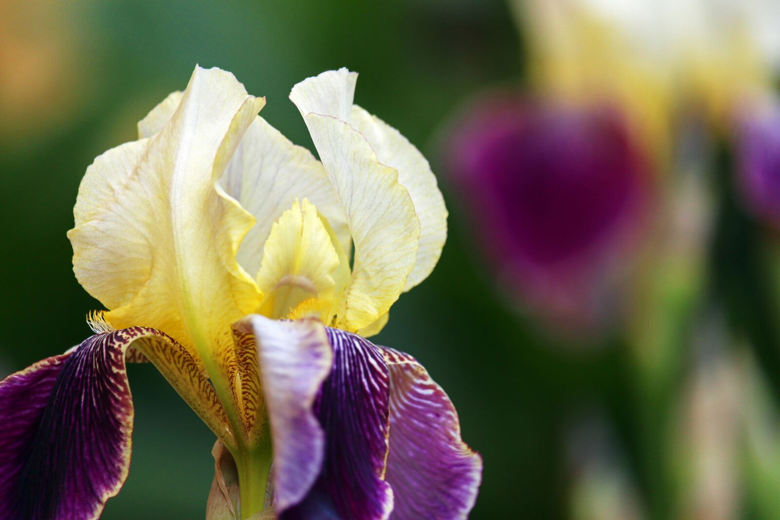 Canon EOS 700D (EOS Rebel T5i / EOS Kiss X7i) sample photo. Iris, lily, blossom photography