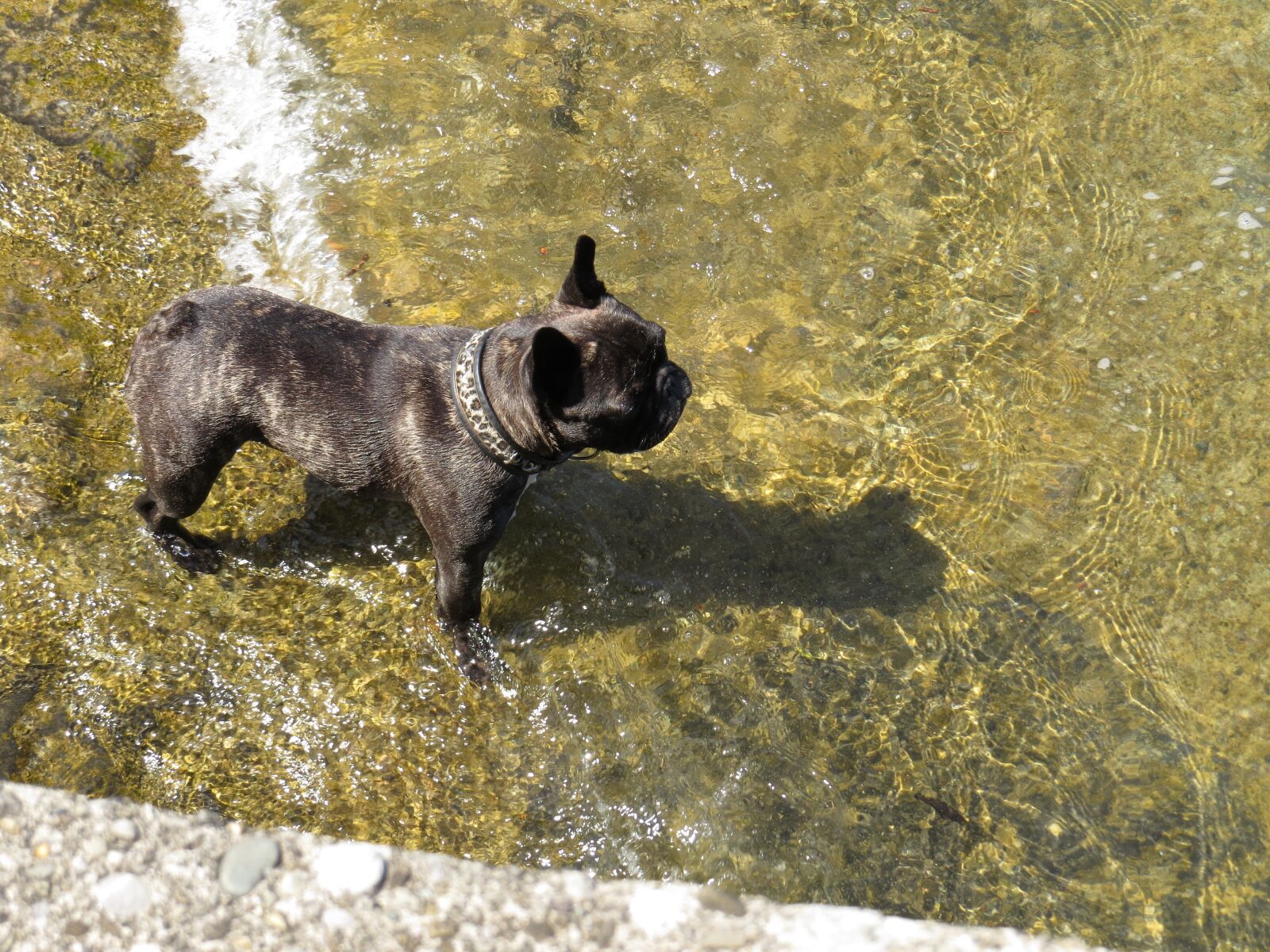 Canon PowerShot SX50 HS sample photo. Dog, water, lake photography