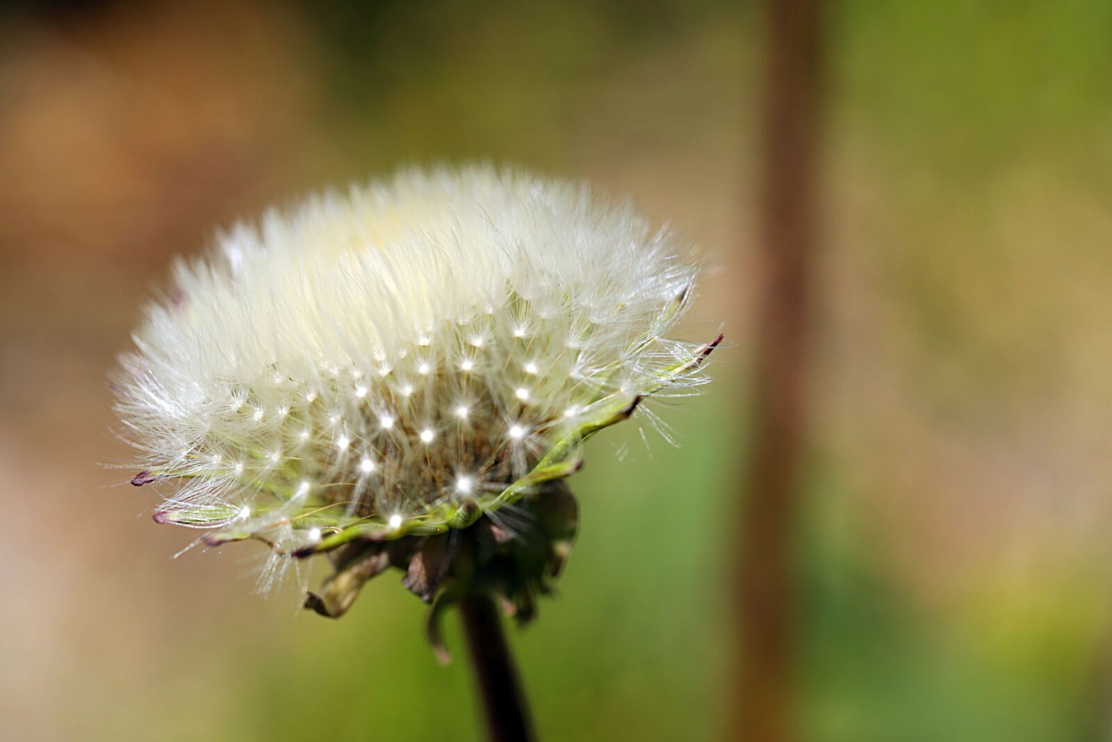Canon EOS R sample photo. Dandelion, flower, spring photography
