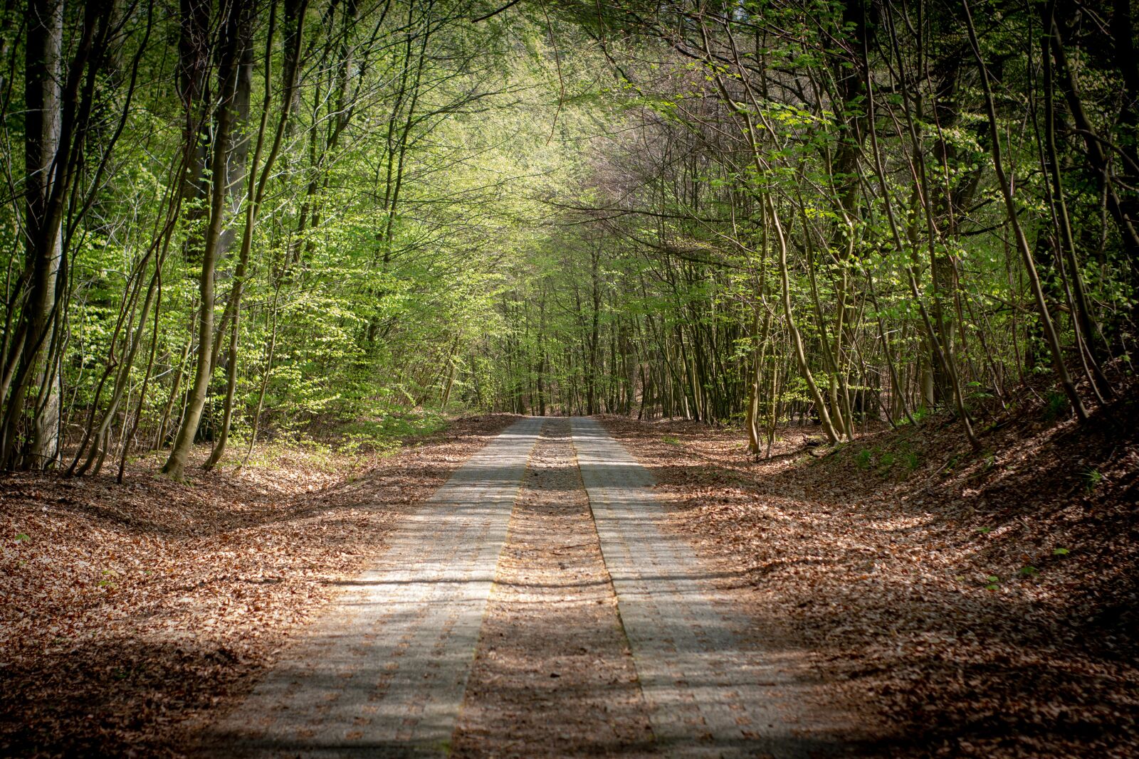 Canon EOS 1200D (EOS Rebel T5 / EOS Kiss X70 / EOS Hi) sample photo. Forest, forest path, path photography
