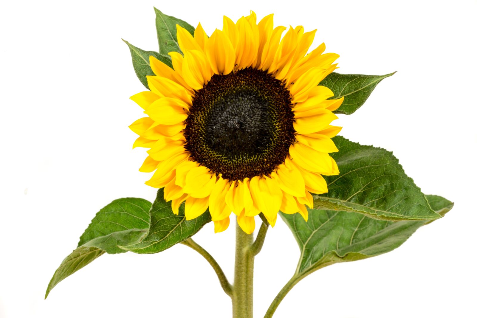 Canon EF 100mm F2.8L Macro IS USM sample photo. Sunflower, yellow, flower photography