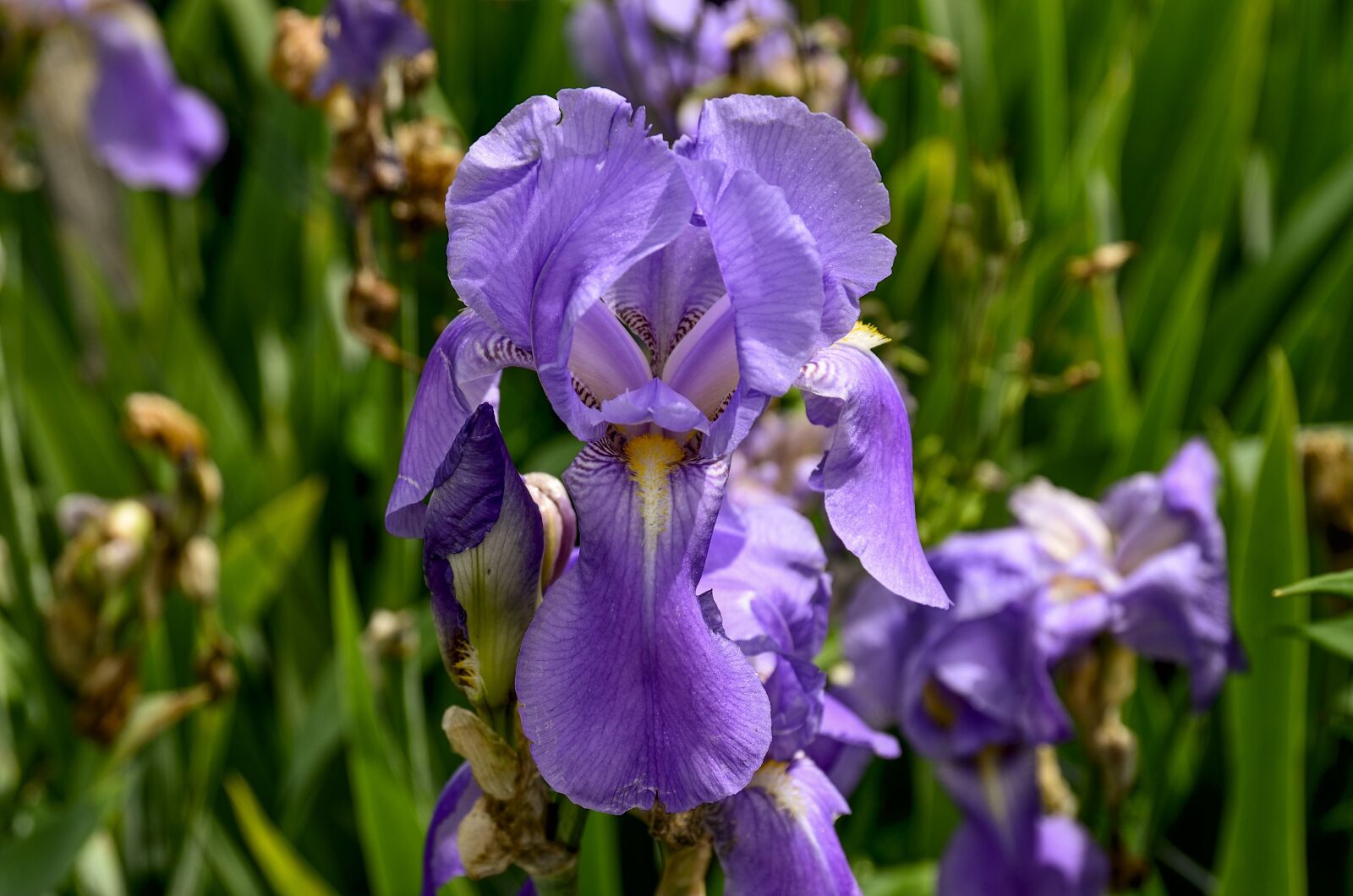 Nikon D7000 sample photo. Iris, flower, purple photography