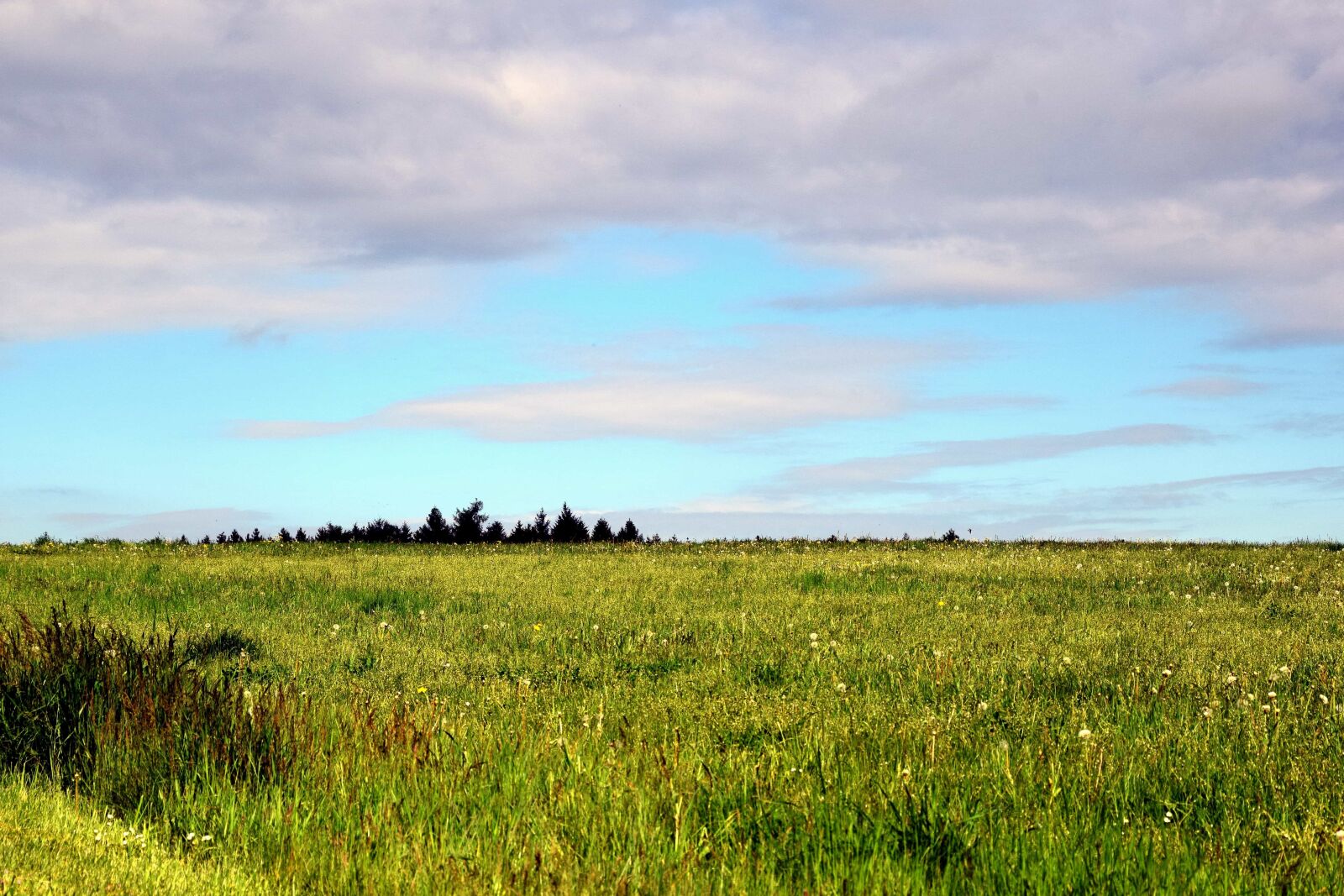 Nikon D3300 sample photo. Landscape, nature, grass, field photography