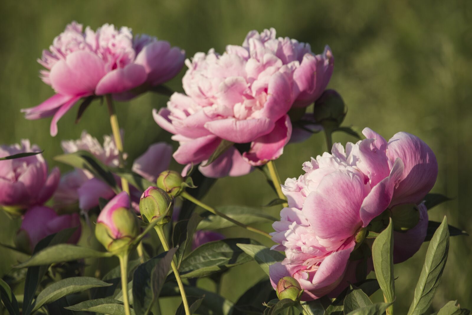 Canon EOS 700D (EOS Rebel T5i / EOS Kiss X7i) sample photo. Peonies, pink, summer photography