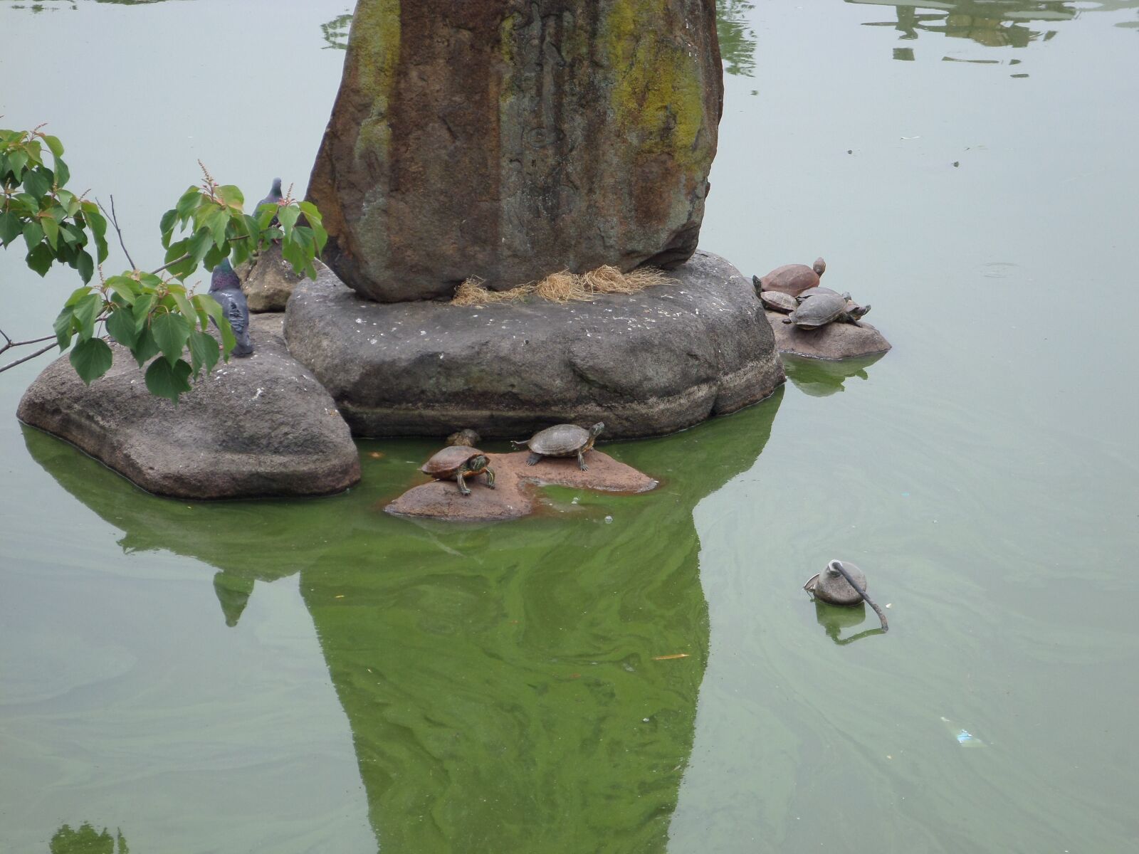 Samsung DV150F/DV151F/DV155F sample photo. Pond, goto sleep, turtle photography