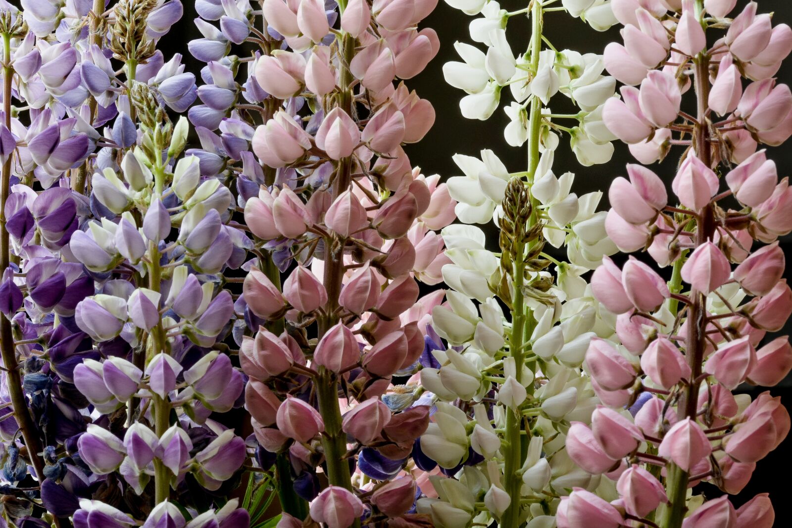 Nikon D5200 sample photo. Lupine, flower, summer photography