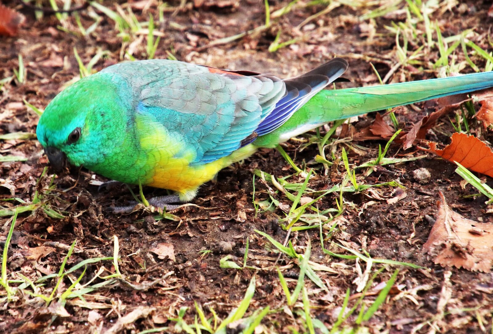Canon EOS 800D (EOS Rebel T7i / EOS Kiss X9i) sample photo. Parrot, green, bird photography