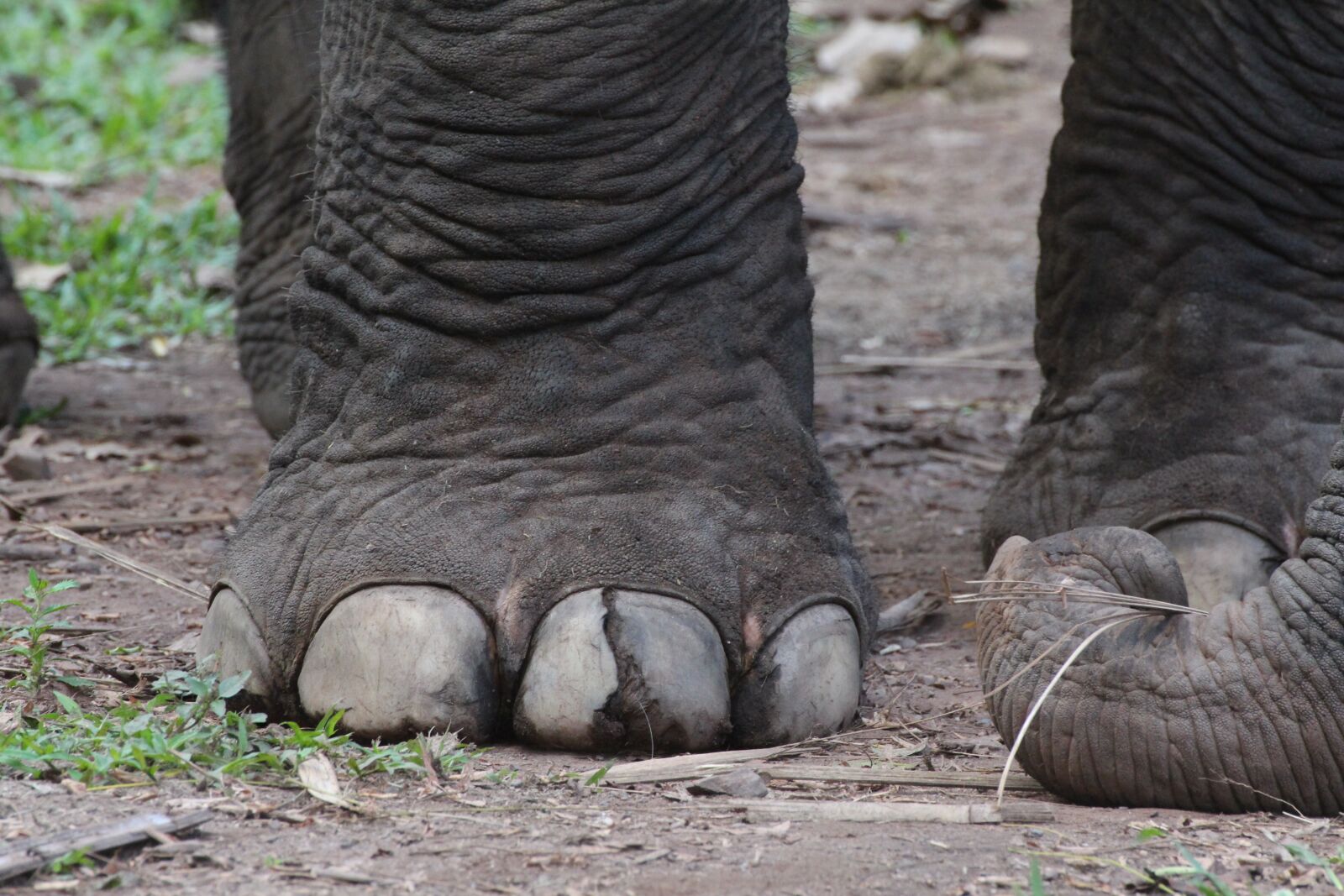 Canon EOS 650D (EOS Rebel T4i / EOS Kiss X6i) sample photo. Elephant, foot, animal photography