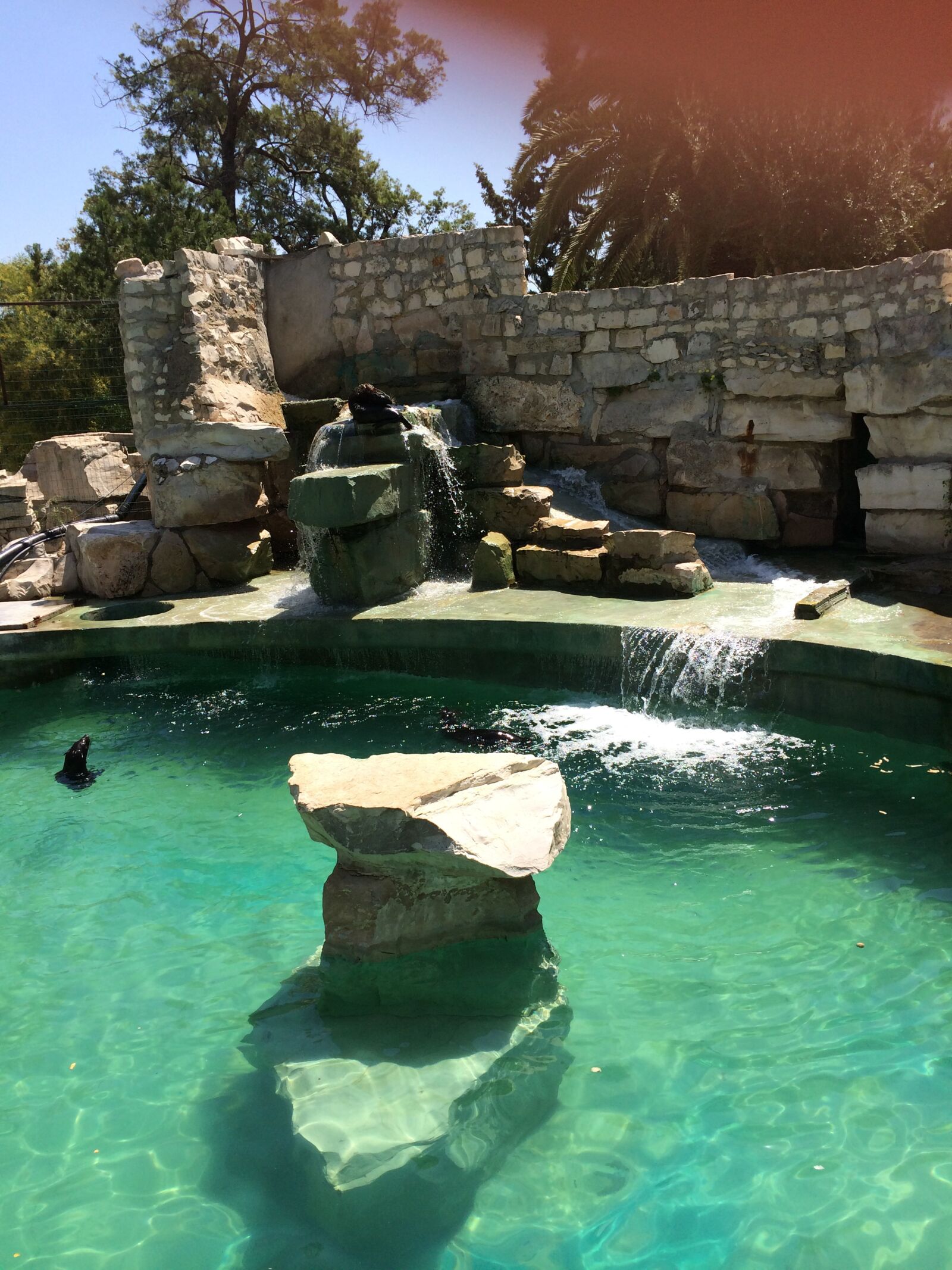 iPhone 5s back camera 4.12mm f/2.2 sample photo. Zoo, water, penguin photography