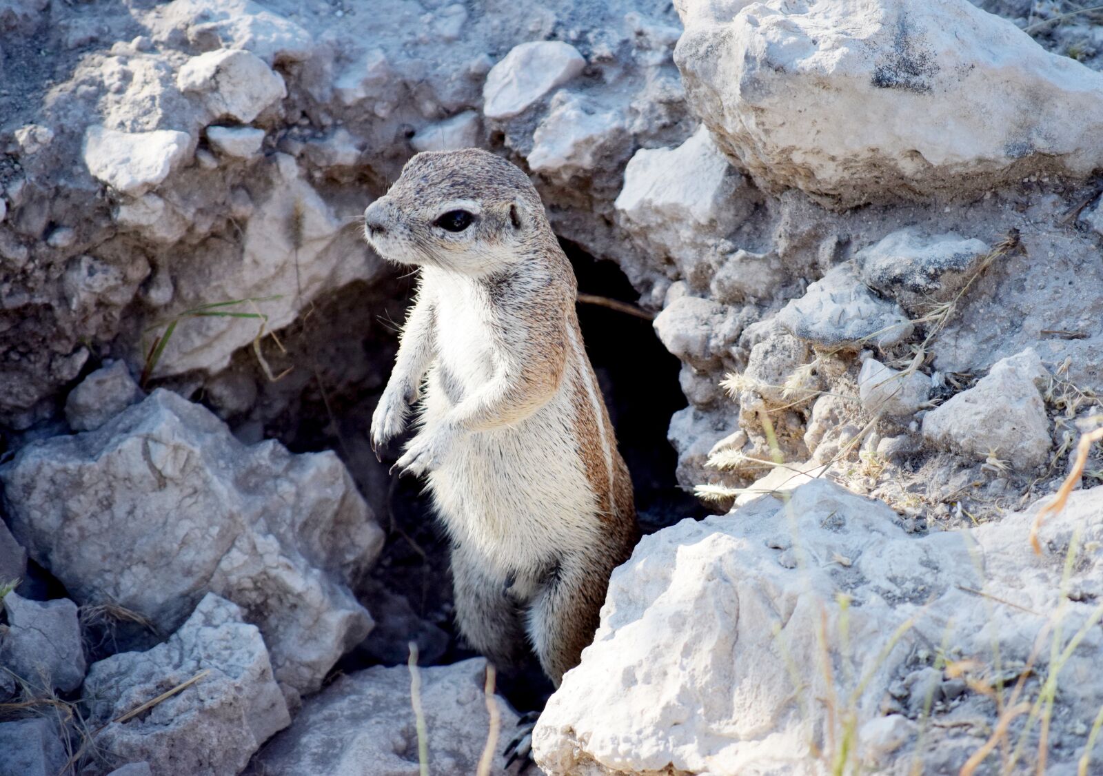 Nikon D5300 sample photo. Squeeral, small, animal photography