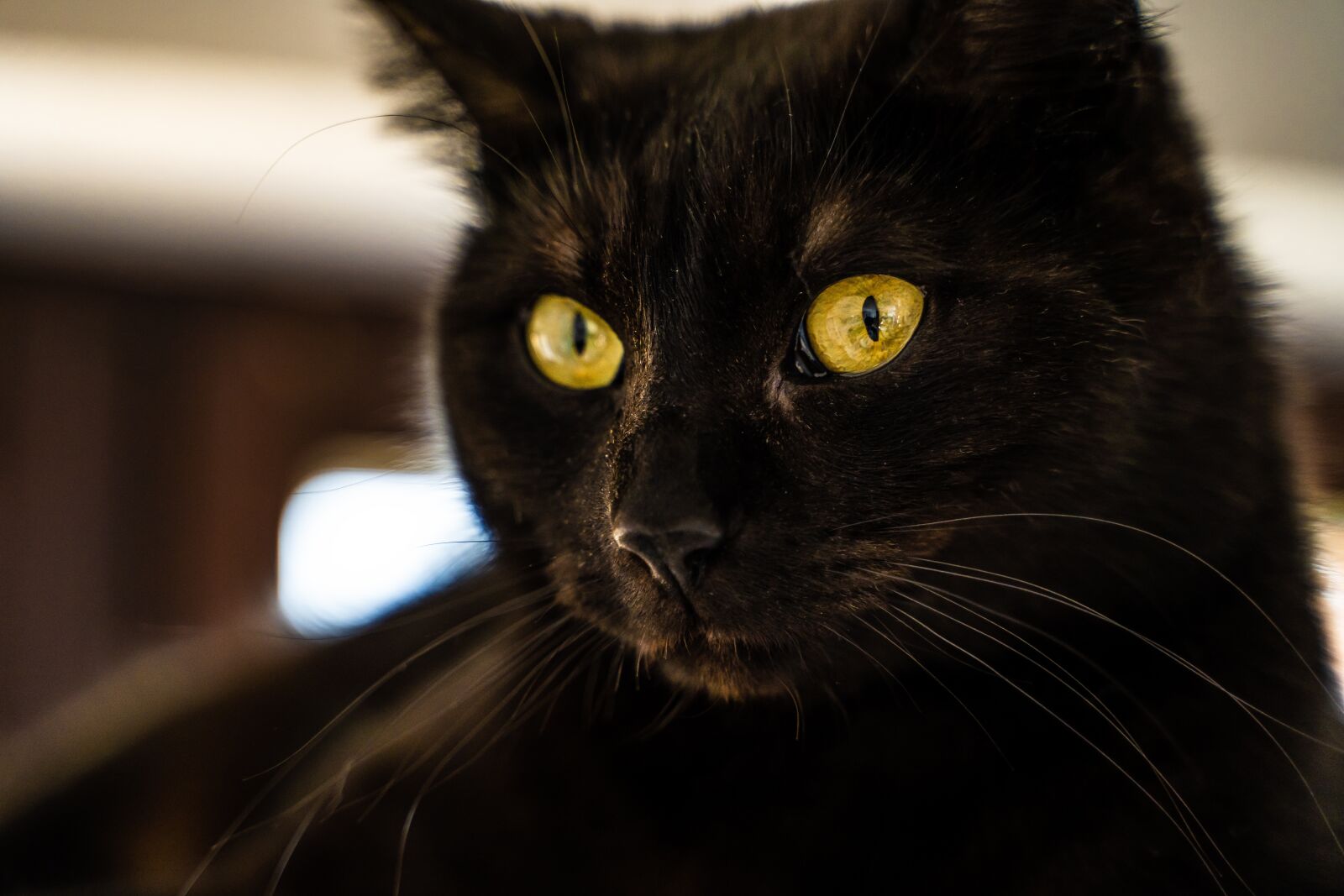 Sony a7 III sample photo. Cat, eyes, black photography