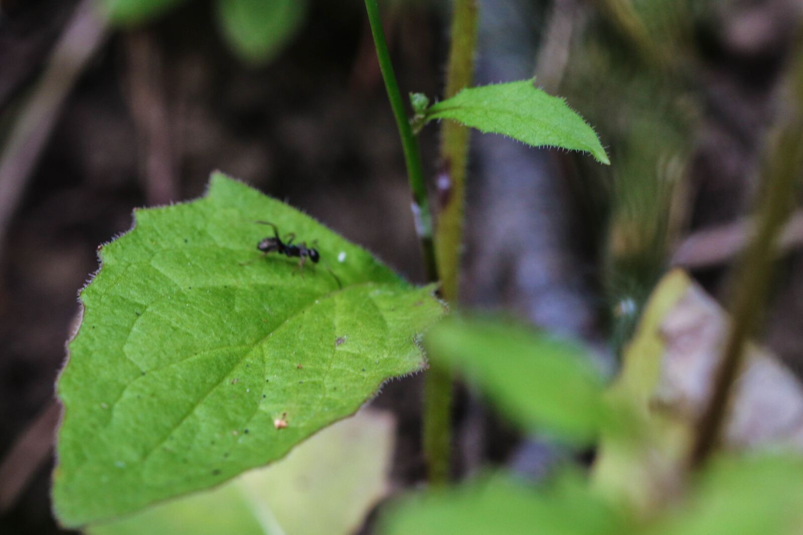 Canon EOS 7D Mark II sample photo. Plant, ant, nature photography