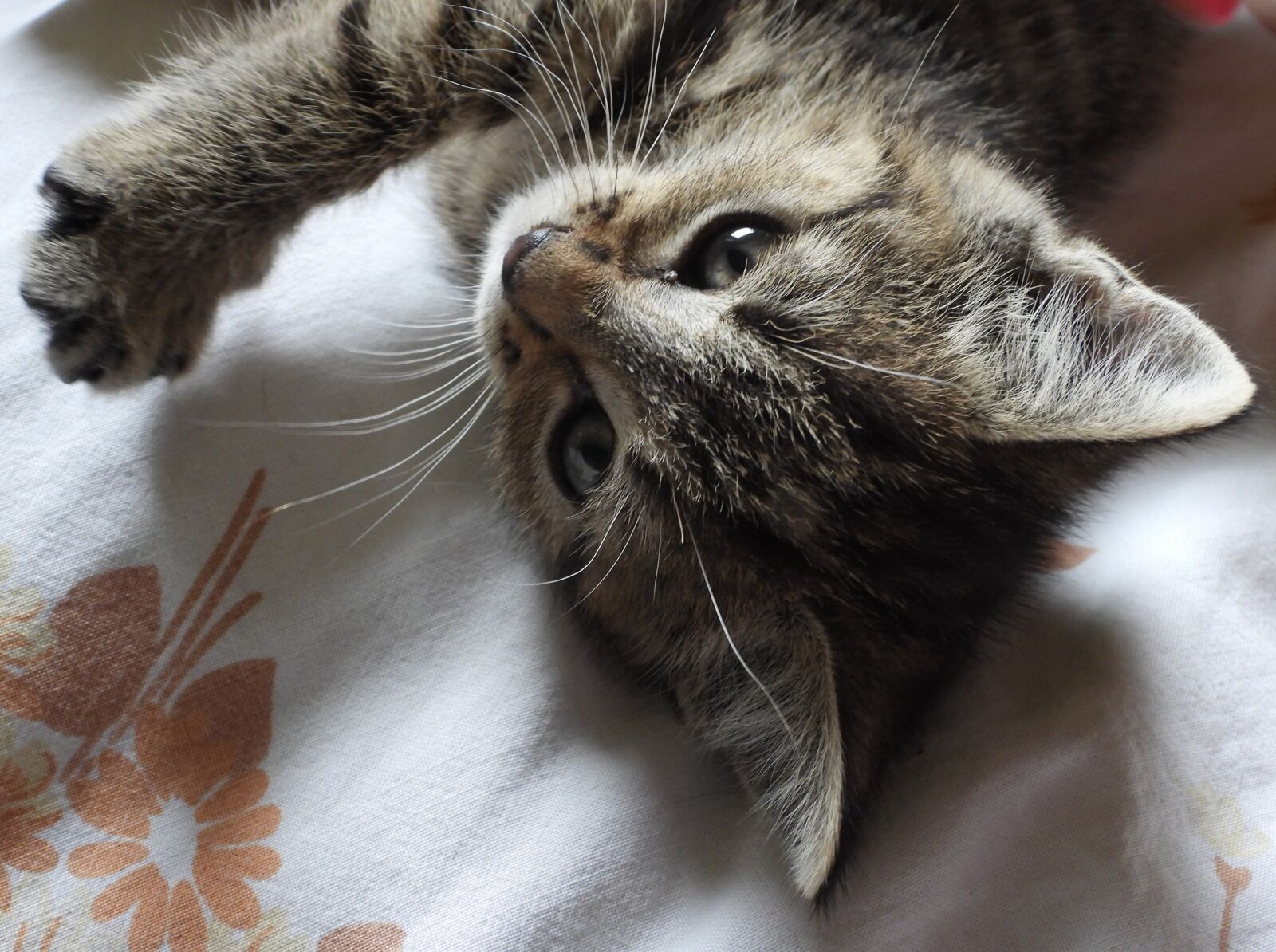 Nikon Coolpix P1000 sample photo. Kitten, kitty, dachowiec photography