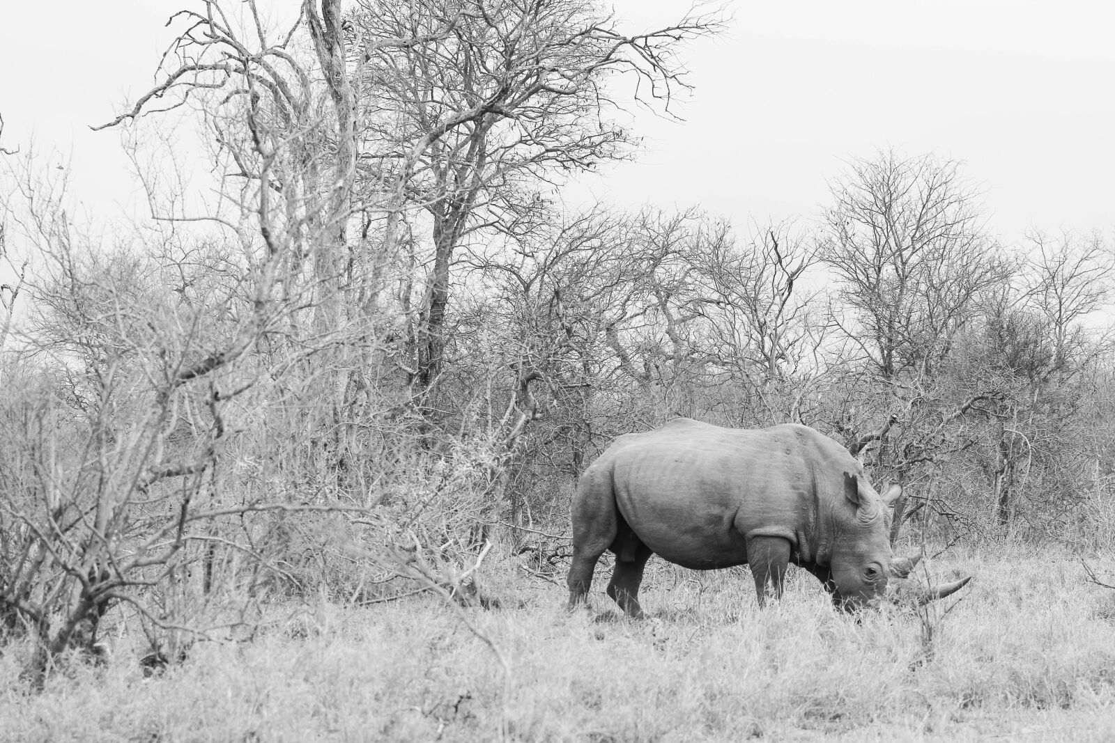 Canon EF 70-200mm F2.8L USM sample photo. Rhinoceros, nature landscape, grey photography
