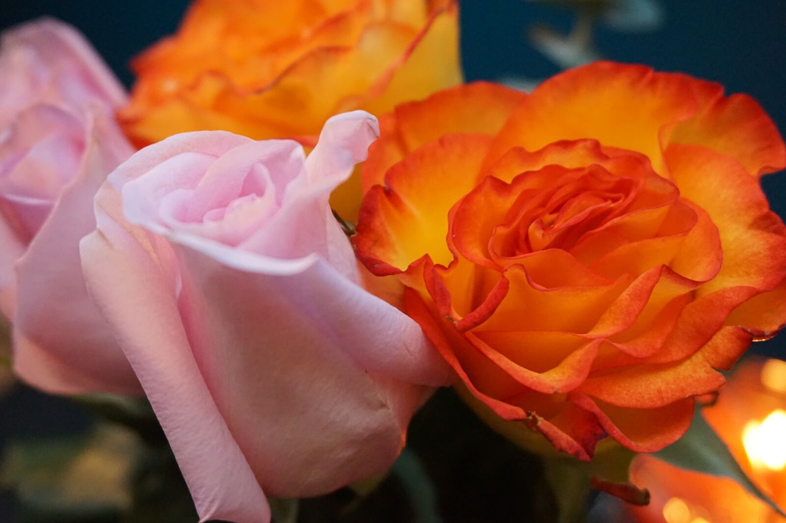 Sony Alpha a5000 (ILCE 5000) sample photo. Flower, rose, petal photography