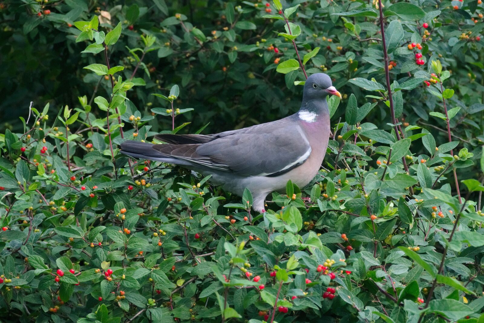 Nikon D3300 sample photo. Crested, bird, fruit photography