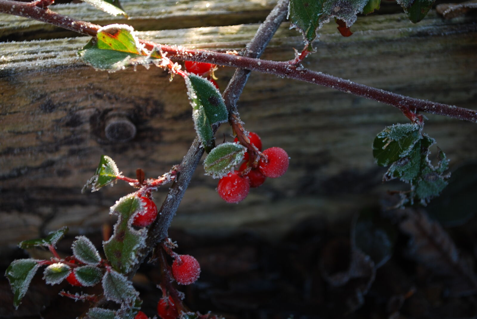 Nikon D60 sample photo. Freeze, hoarfrost, rose, hip photography