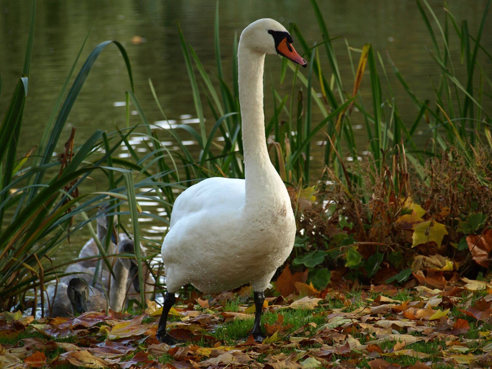Olympus E-510 (EVOLT E-510) sample photo. Swan, bird, animal photography
