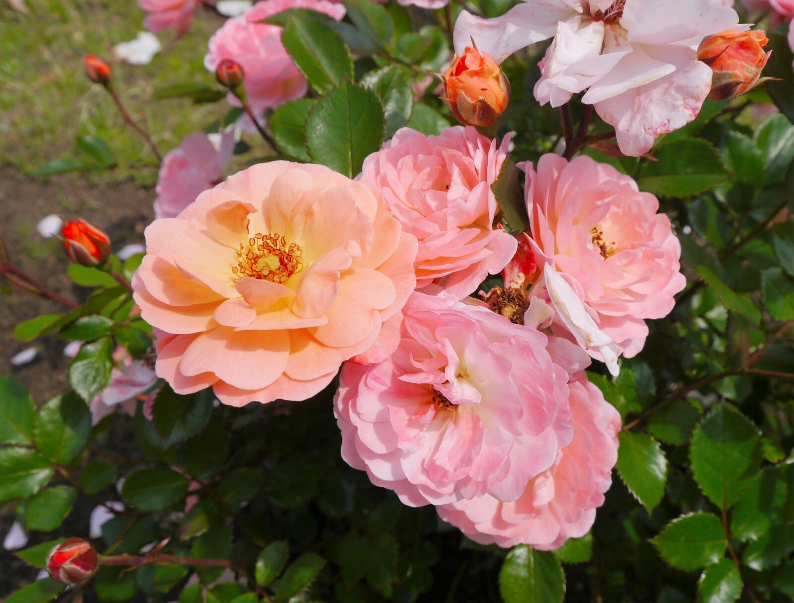 Panasonic Lumix DMC-GX1 sample photo. Verny park, rose, orange photography