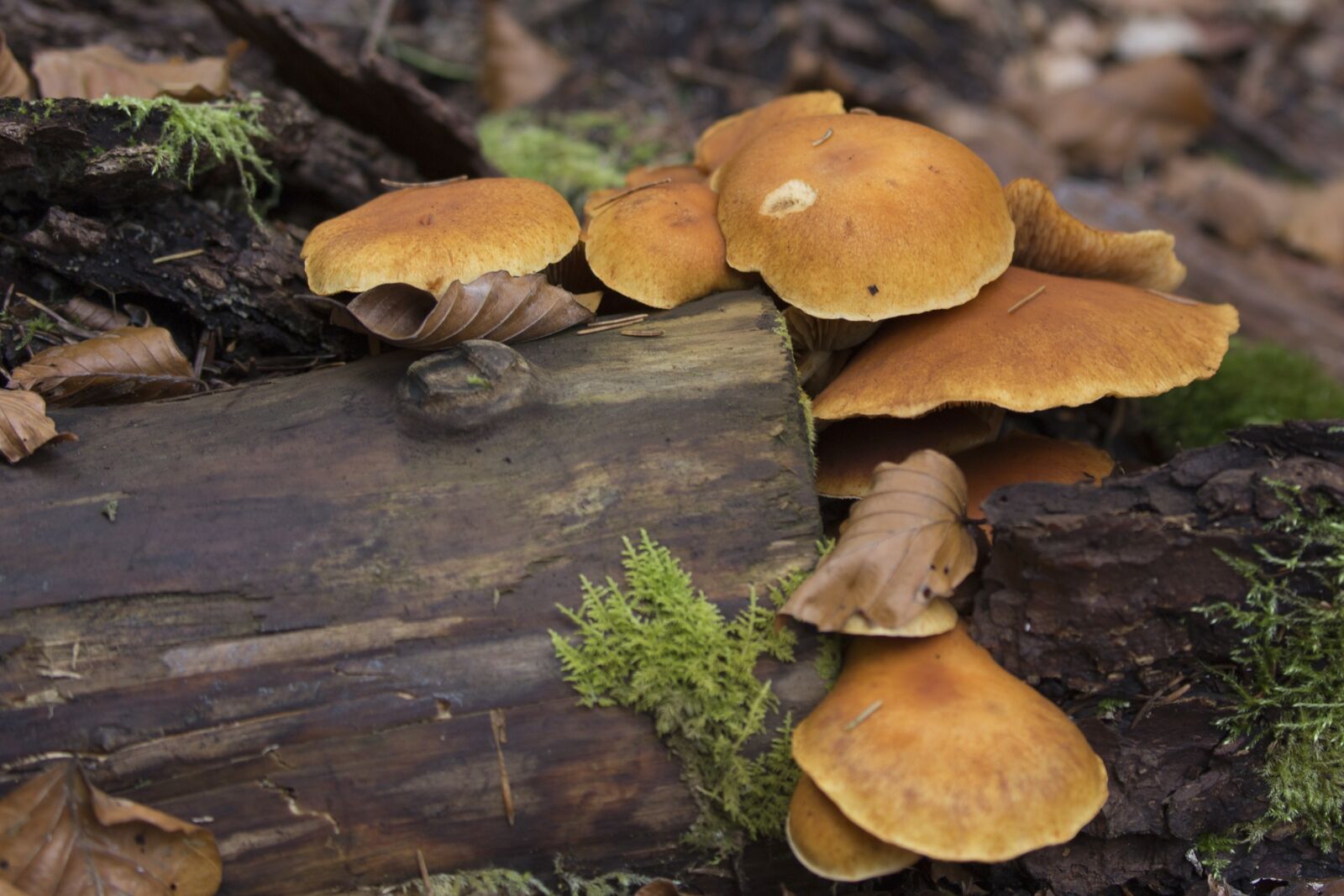 Canon EOS 6D + Canon EF 70-300mm F4-5.6L IS USM sample photo. Forest, mushrooms, moss photography