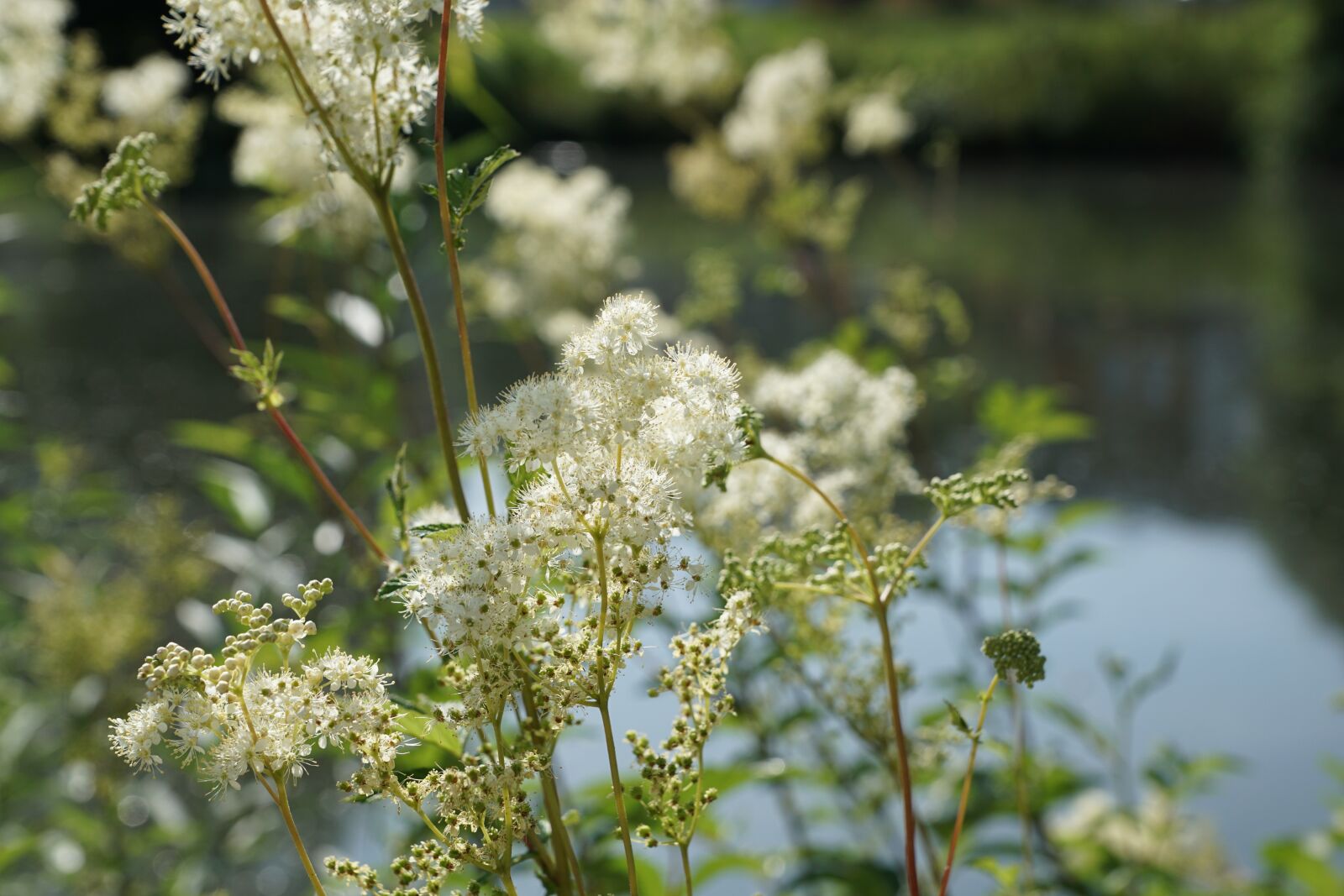 Sony DT 16-50mm F2.8 SSM sample photo. Danube, river, plant photography
