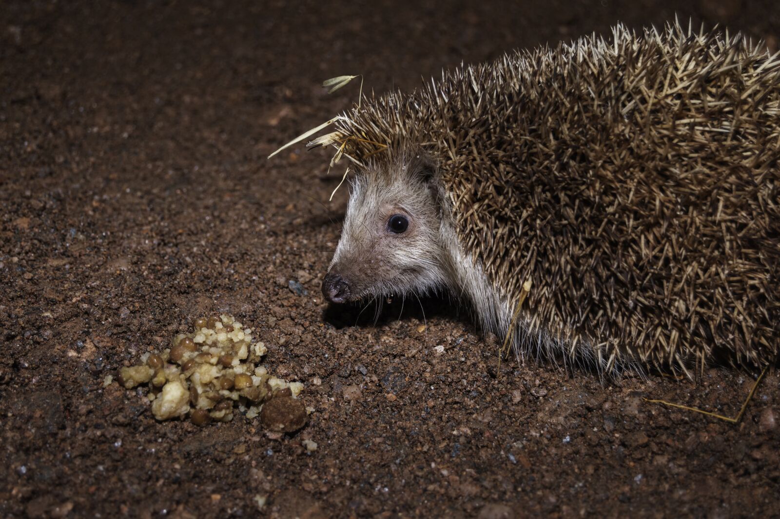 Nikon D3200 sample photo. Hedgehog, skewers, night photography