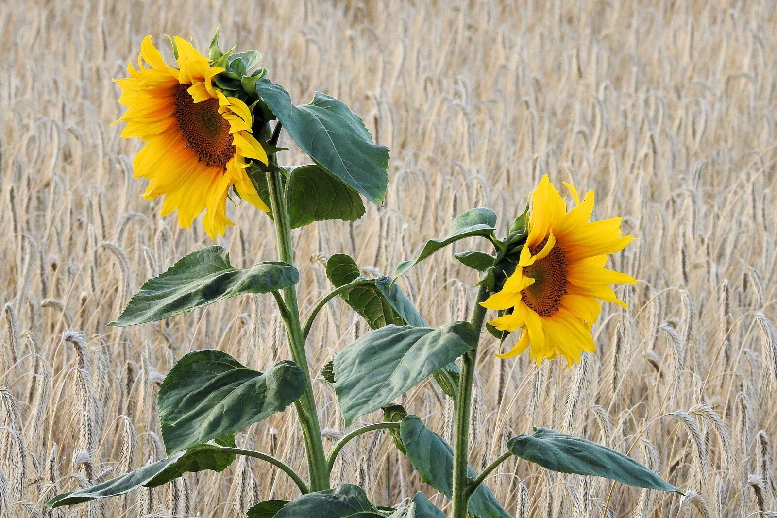 Nikon Coolpix P900 sample photo. Sunflower, field, cornfield photography