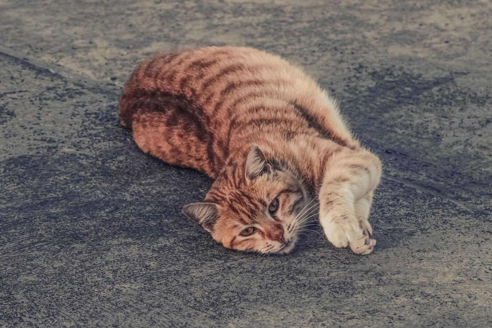 Nikon D3300 sample photo. Cat, stray, tabby photography