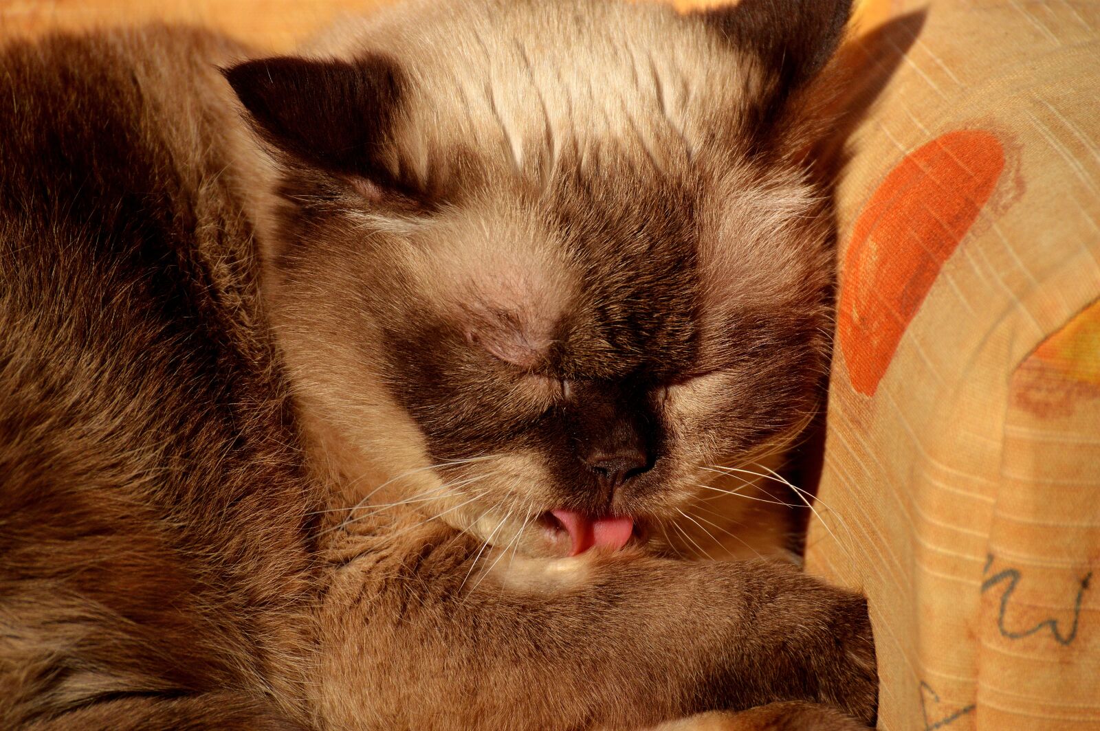 Nikon D3200 sample photo. British shorthair, rest, relaxed photography