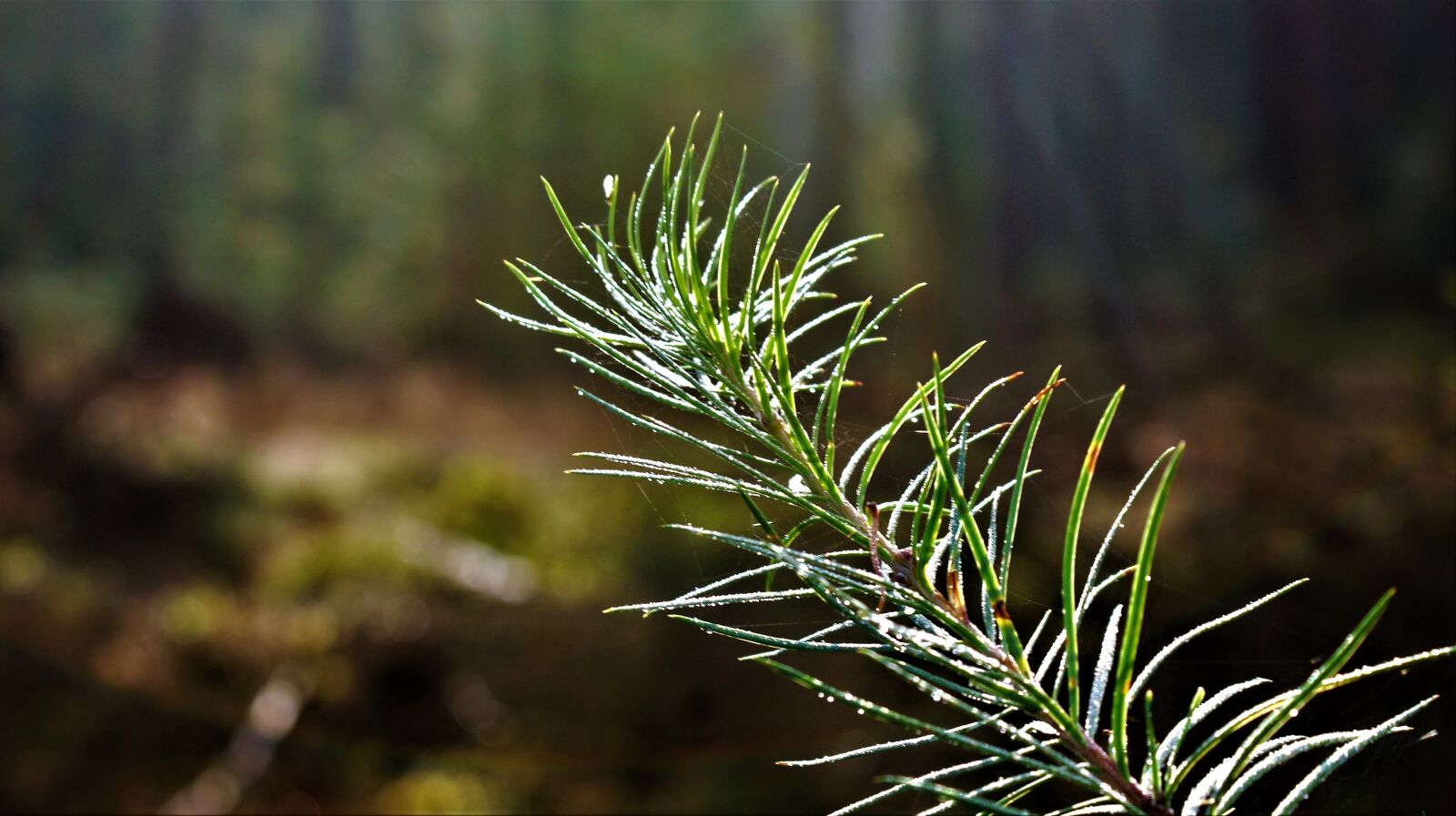 Sony Alpha DSLR-A350 sample photo. Sprig, conifer, early photography