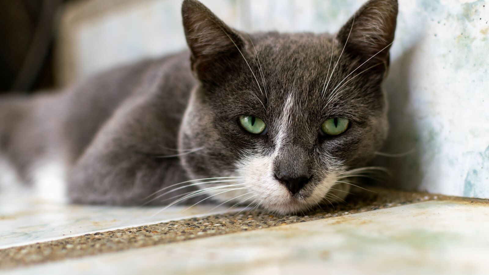 Nikon D5300 sample photo. Cat, animal, cute photography